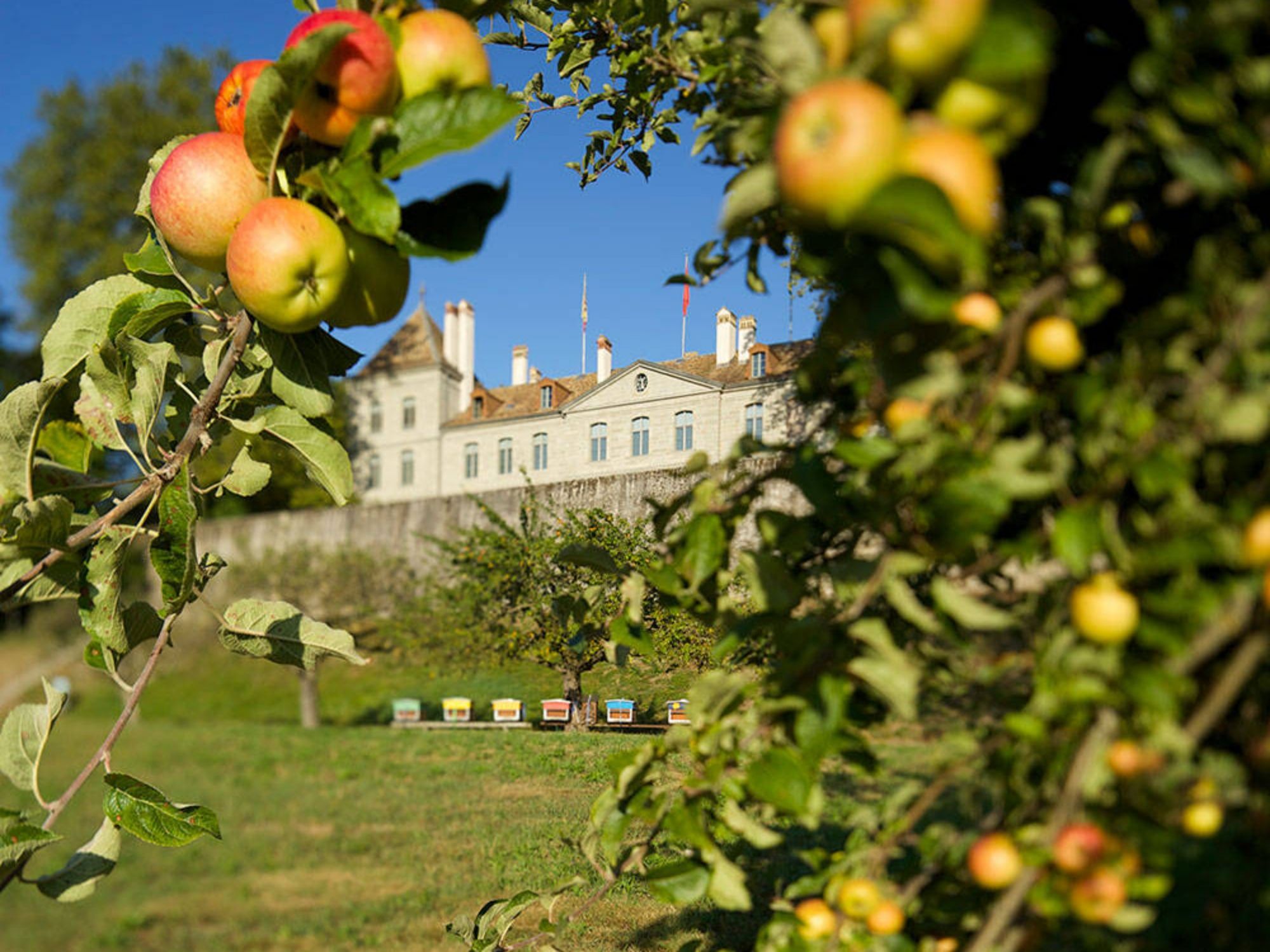 Blick vom Obstgarten auf das Schloss