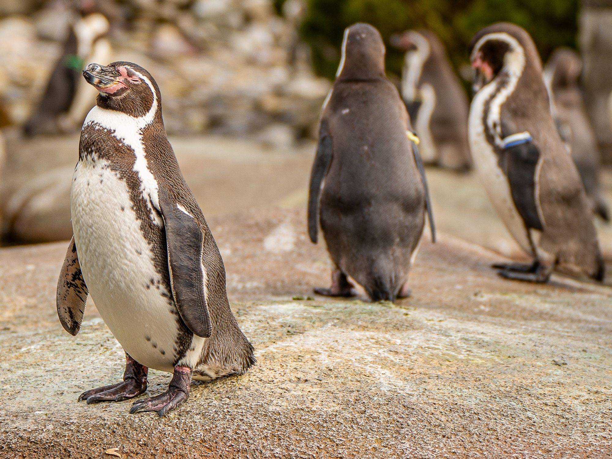 เพนกวิน-สวนสัตว์เด็ก-1