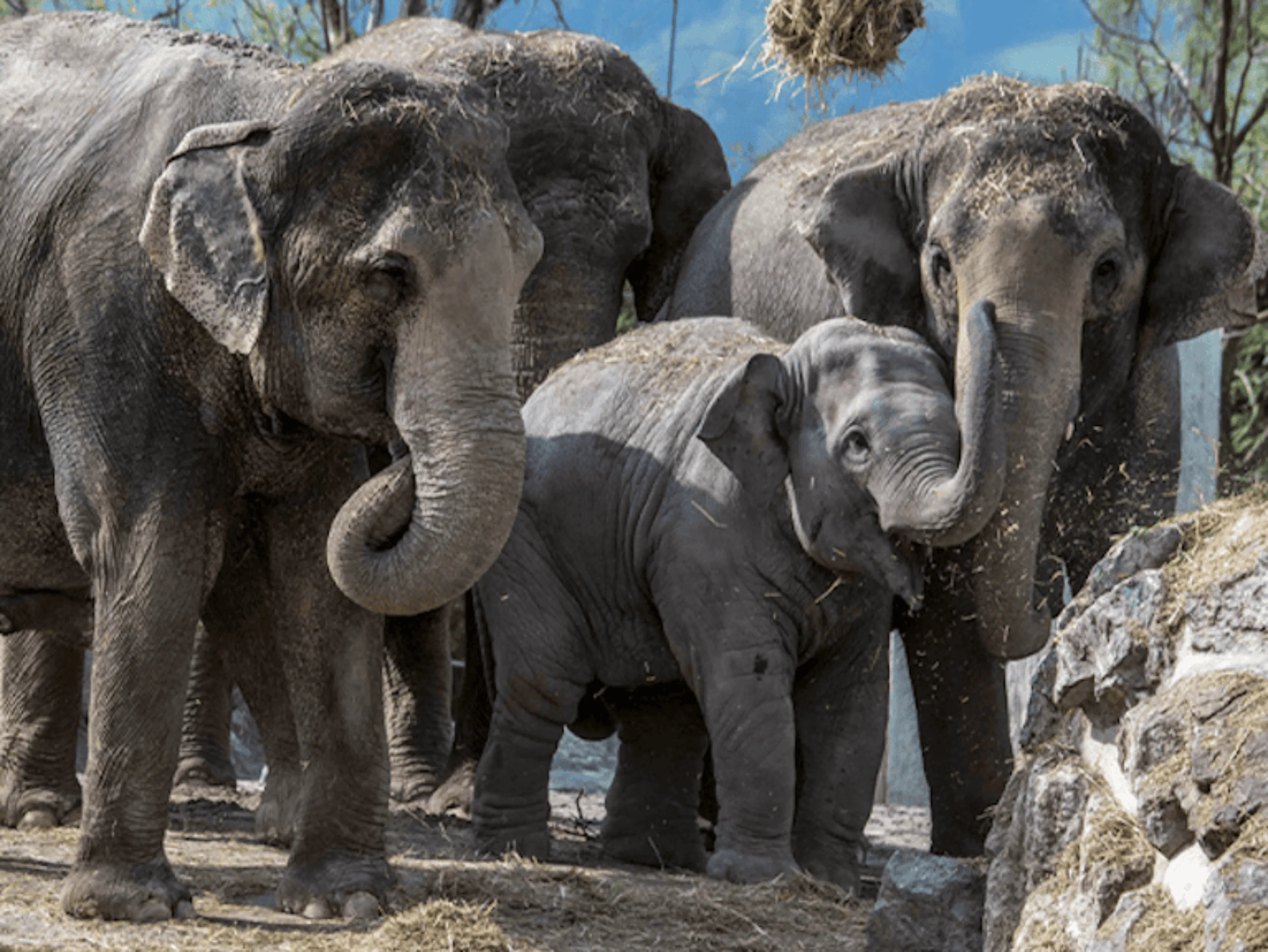 Słonie z bliska w Knies Kinderzoo Rapperswil