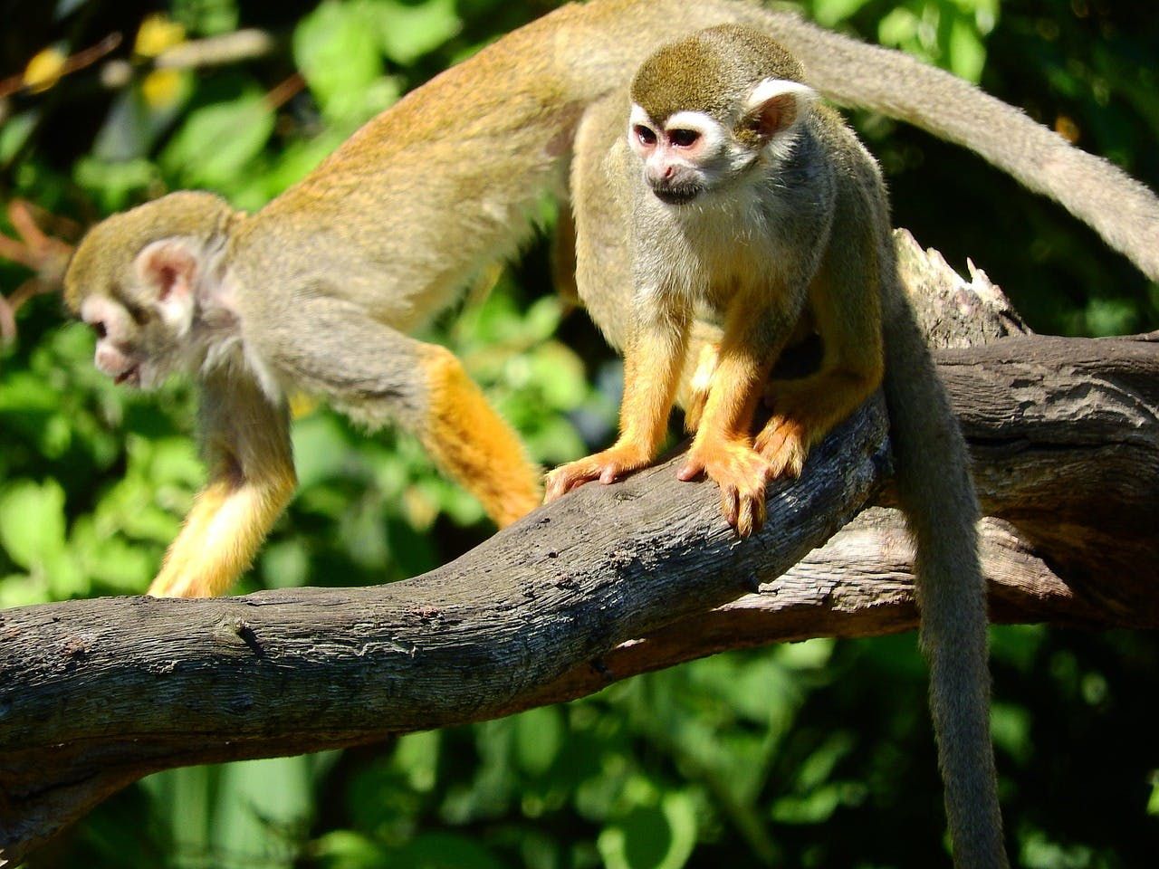 Śniadanie z małpami