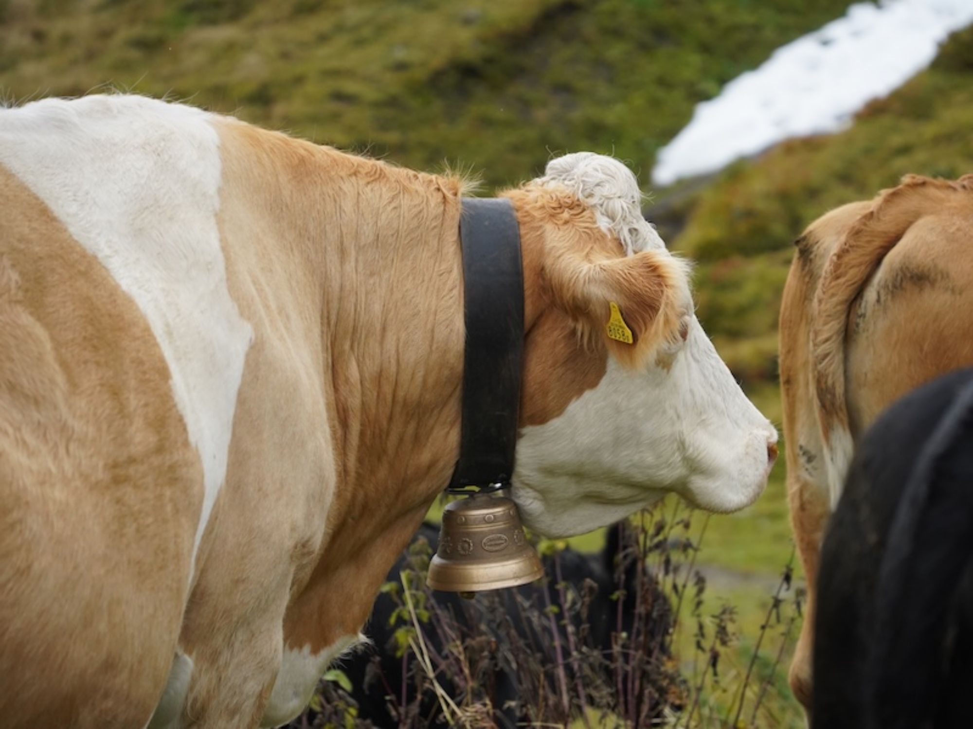 cows