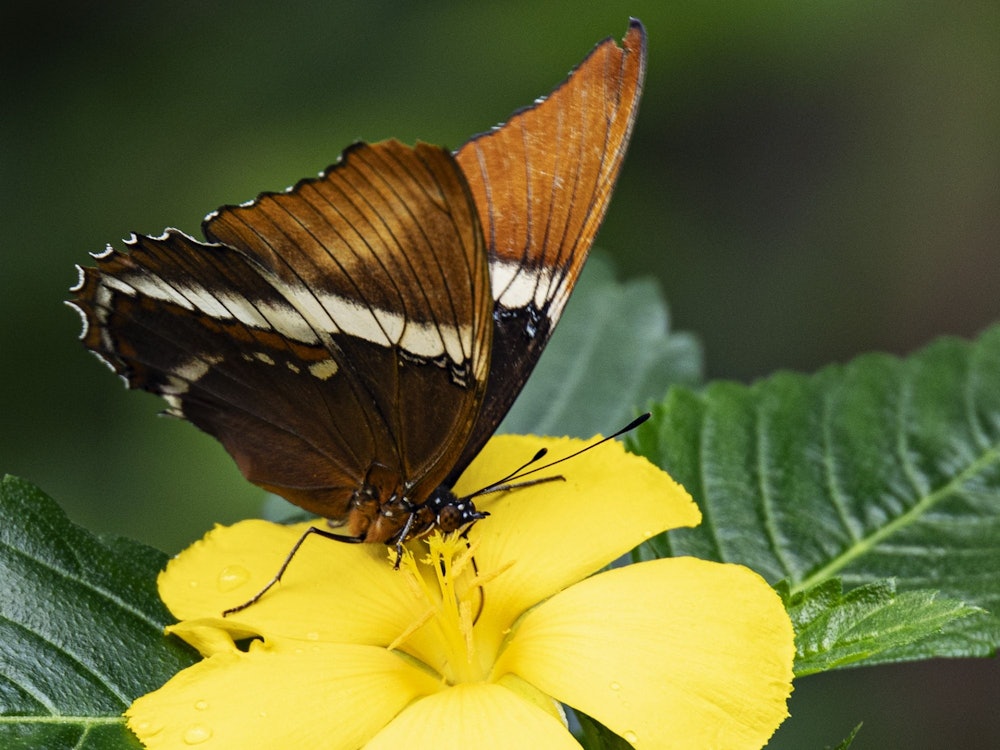 Schmetterling