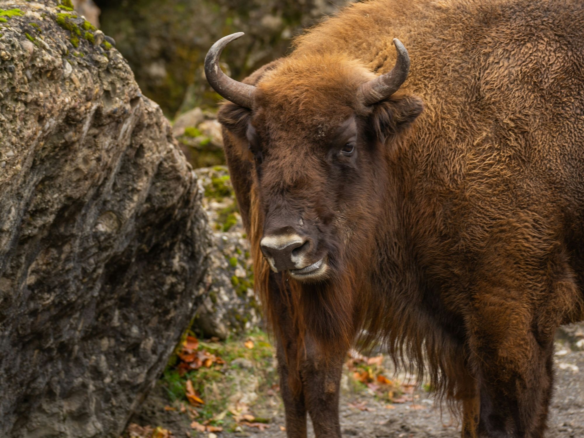 laurin-vontobel-BQPVYzvRPjo-unsplash