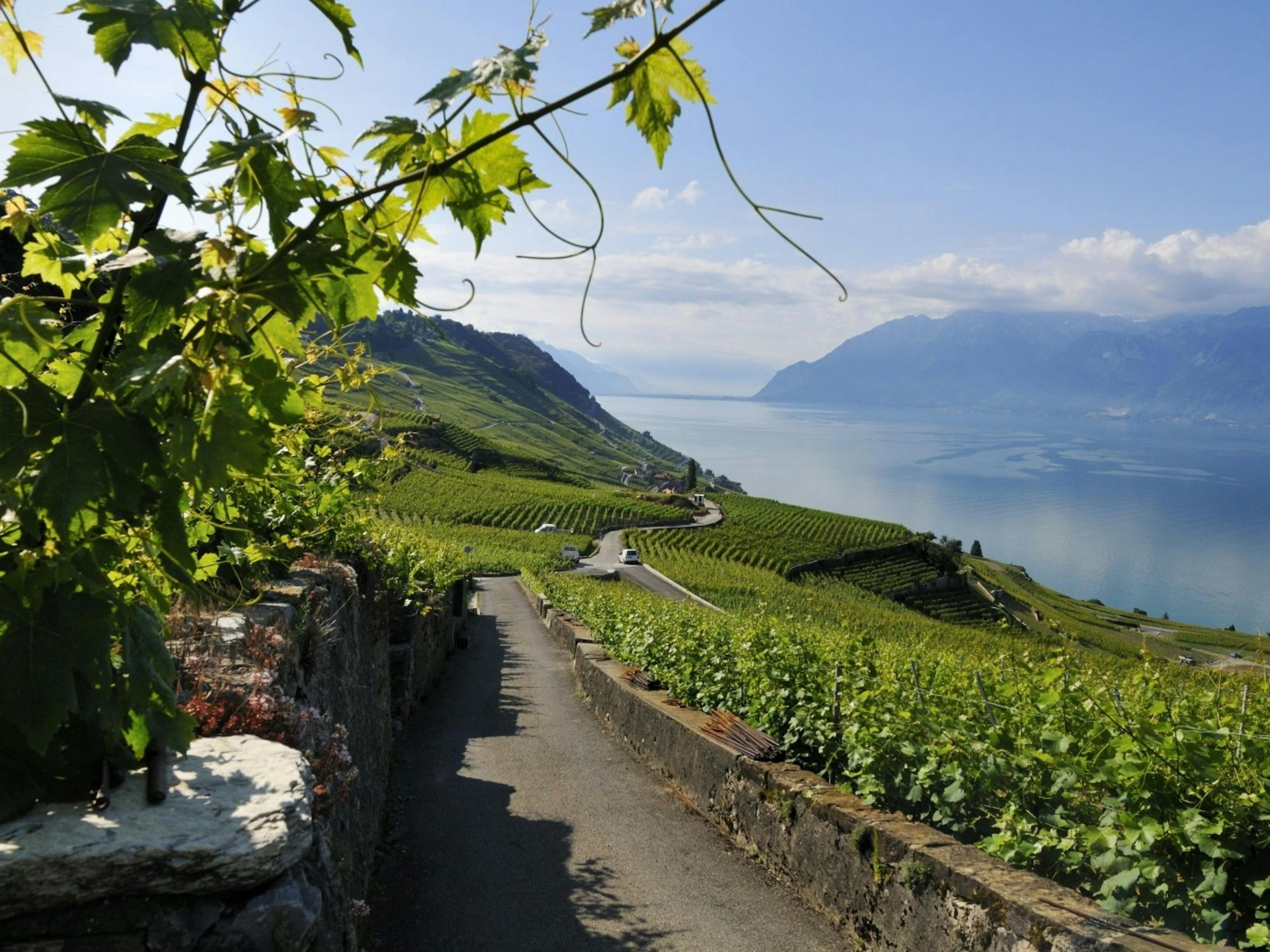 Lawatan terpimpin ke kawasan pergunungan anggur Lavaux dari Lausanne