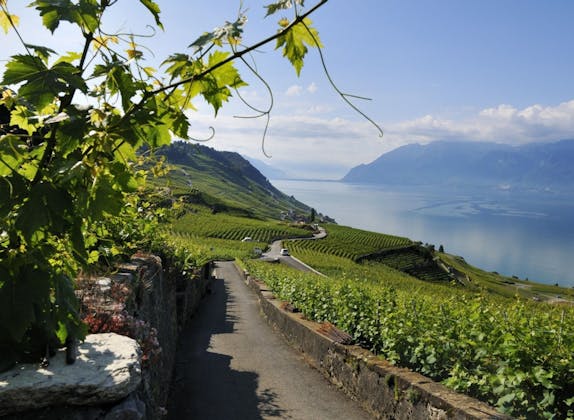 Passeio guiado pelo Região vinícola de Lavaux partindo de Lausanne