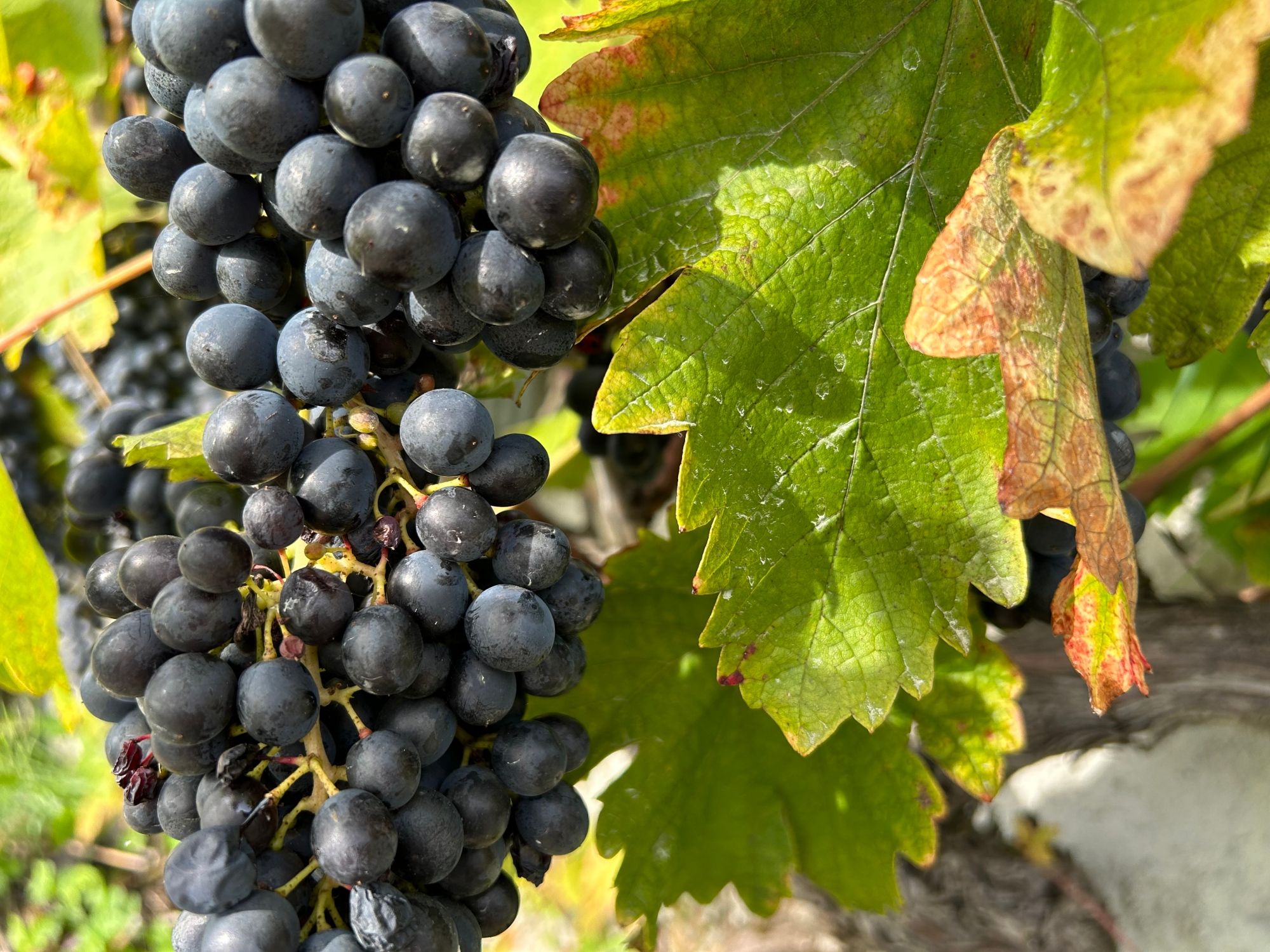 Vína turistika vinice Côtes de l’Orbe pro soukromé skupiny