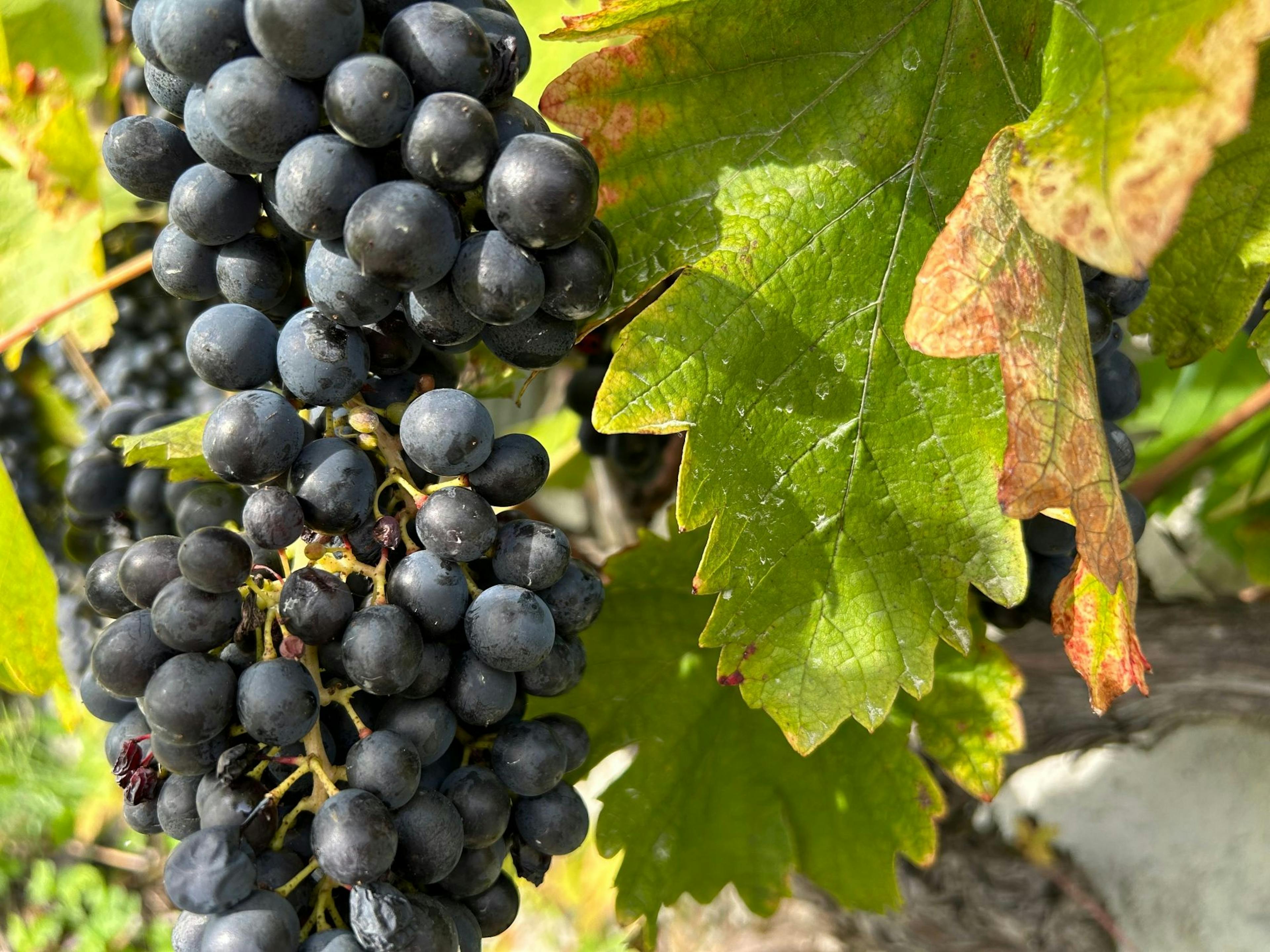 Vína turistika vinice Côtes de l’Orbe pro soukromé skupiny