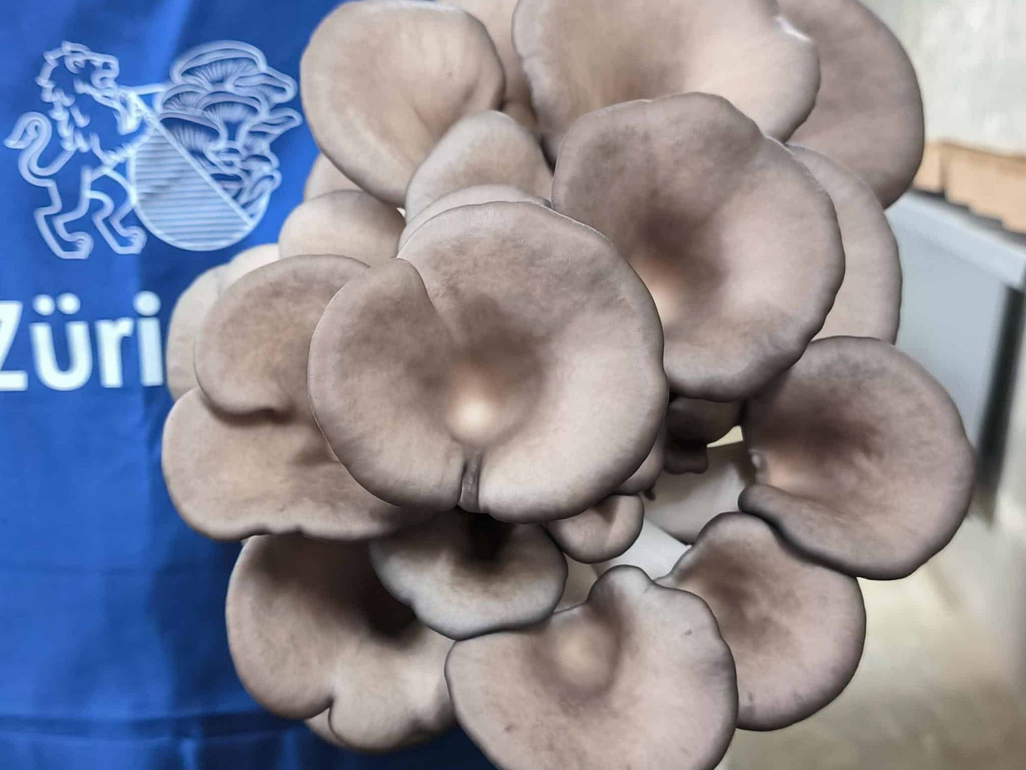 gros-pleurote-en-vedette