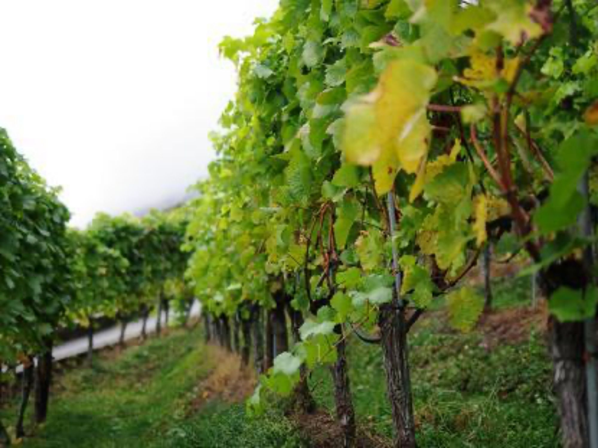 "Find-the-Code: Deadly Vintage" Outdoor Escape Game Twann-Ligerz