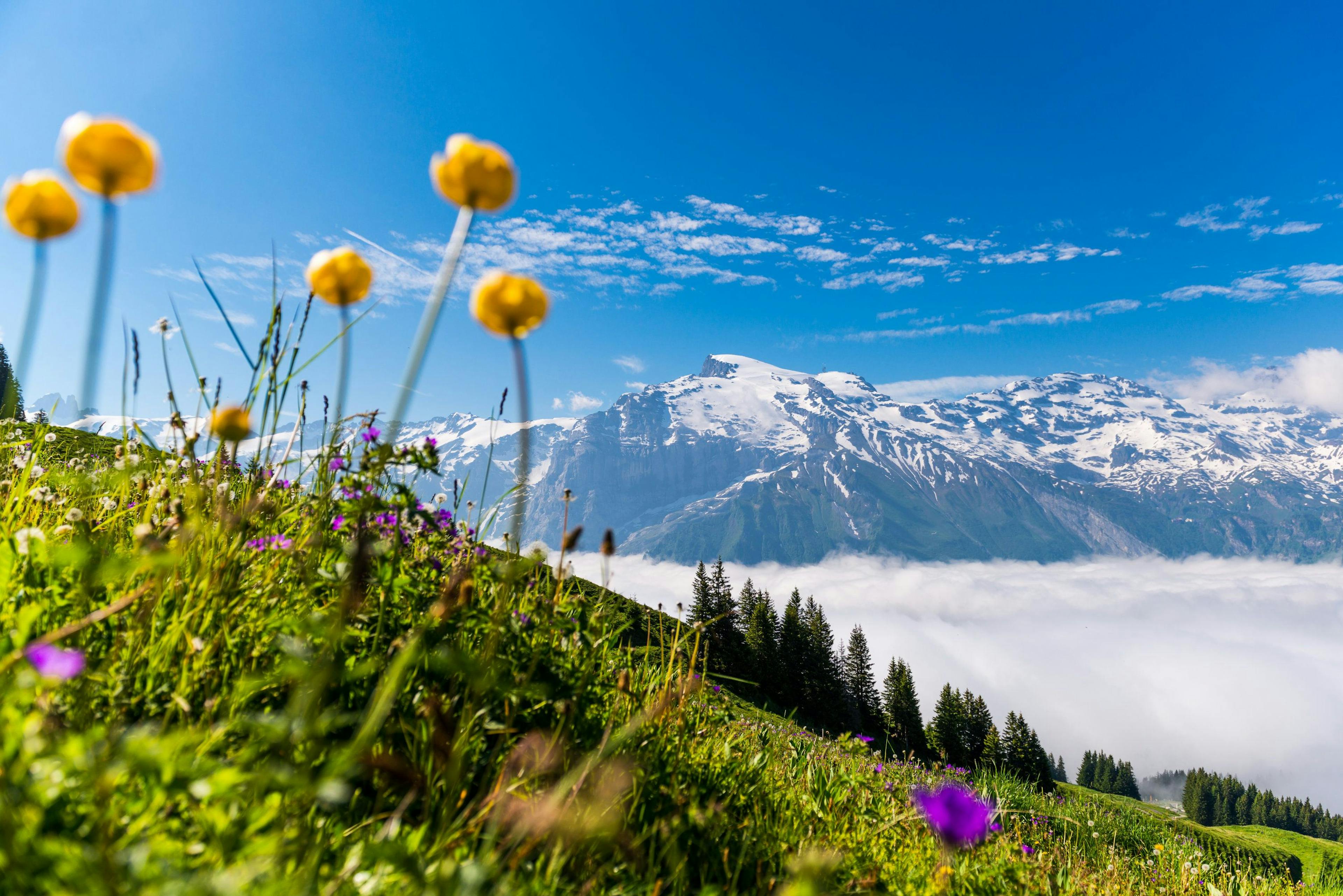 Brunni: Panoramablick auf die Alpen, blühende Wiesen und majestätische Berge im Sommer.