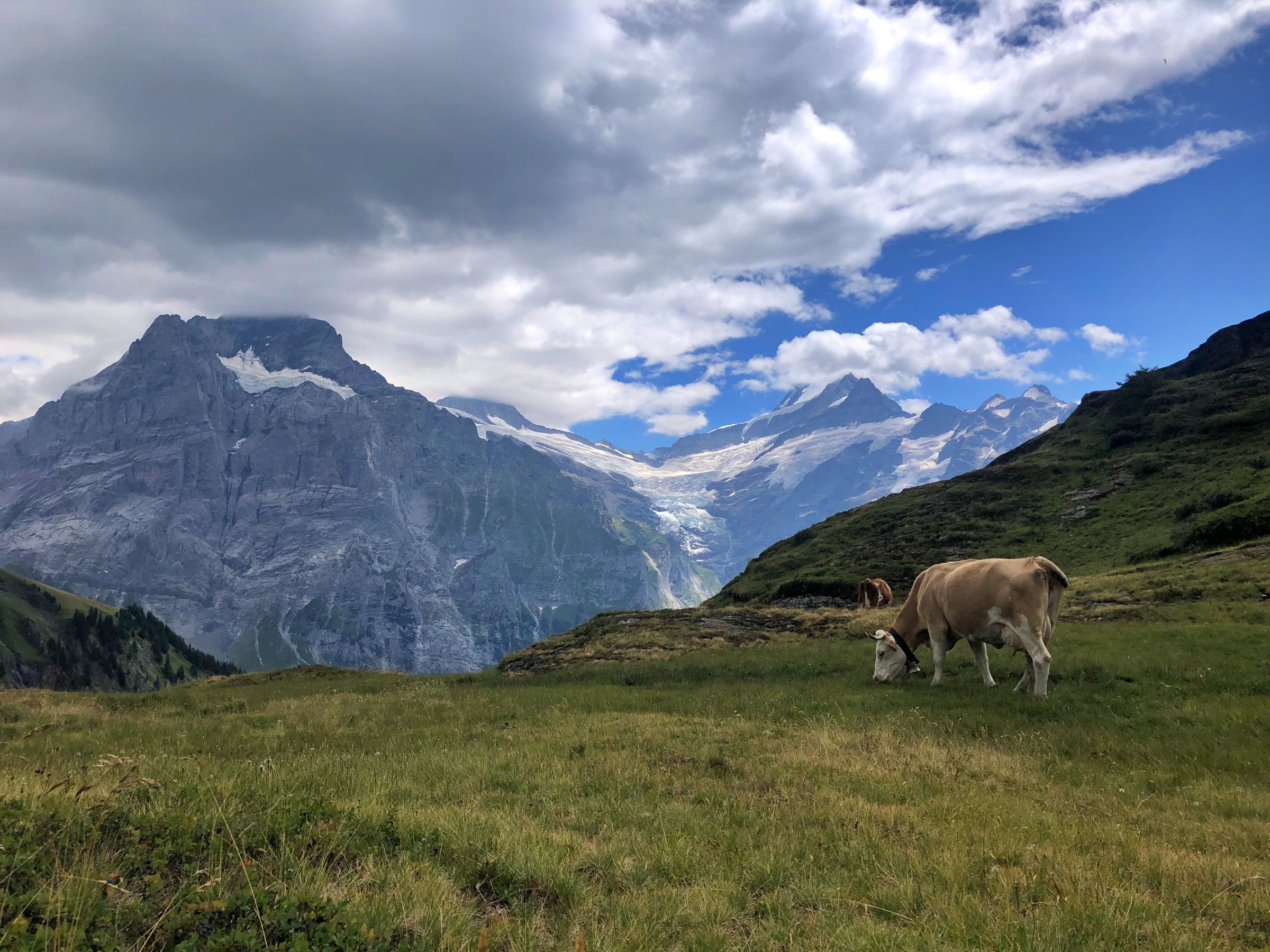 Pajiște cu vaci Drumeție Munți Grindelwald First - Seraina