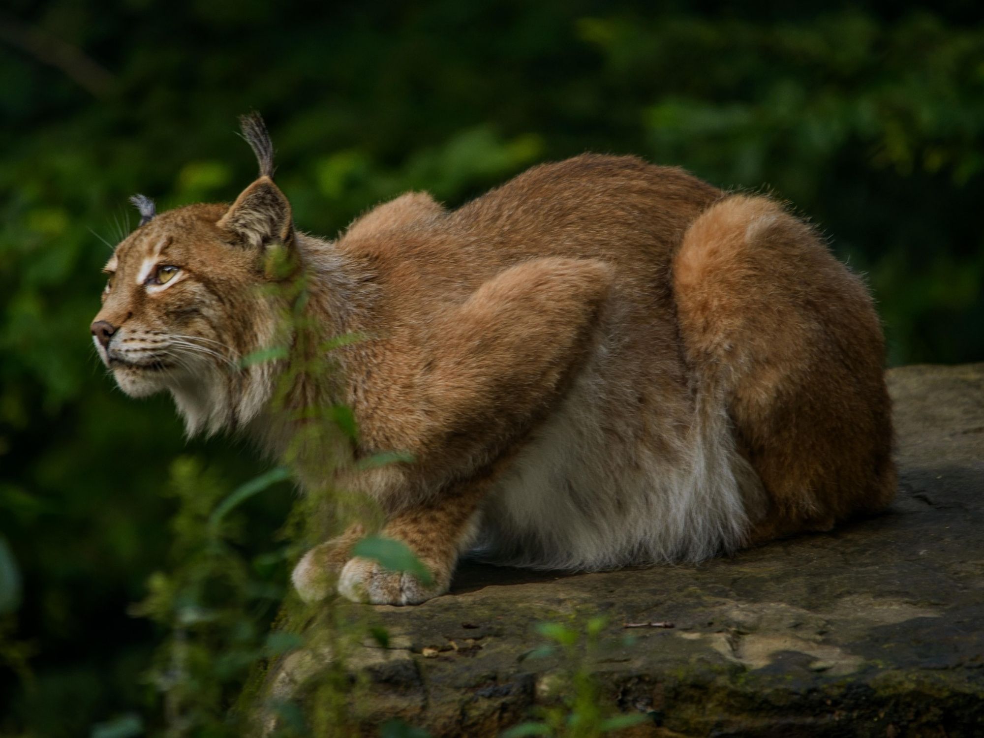 lynx-2482959_pixabay