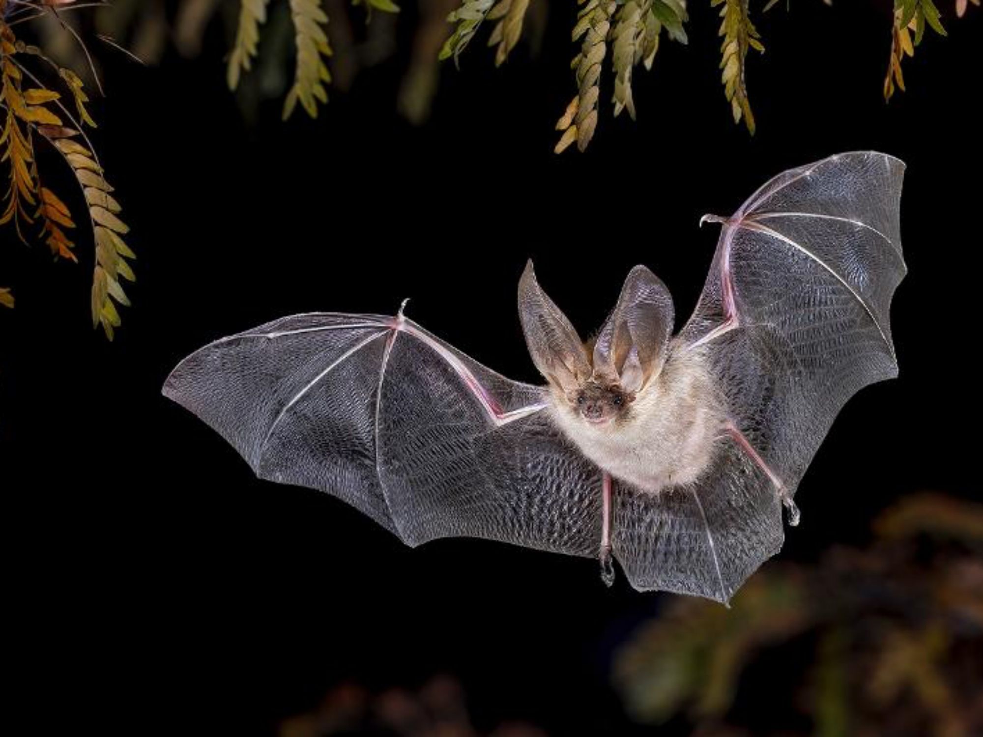 Heidiland Fledermaus