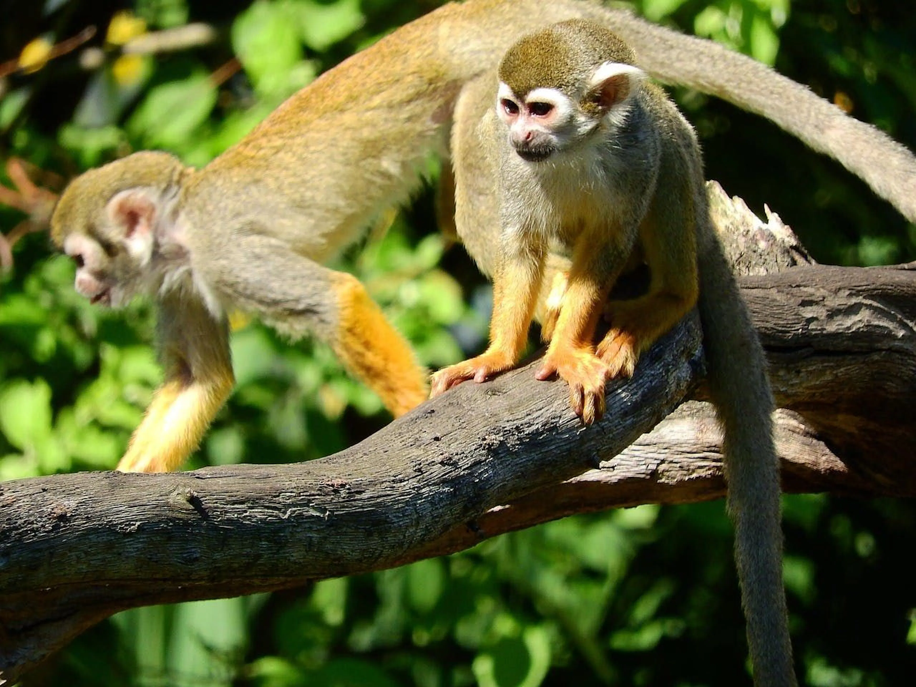 Śniadanie z makakami Katta lub wiewiórczakami Saimiri w Knies Kinderzoo w Rapperswil