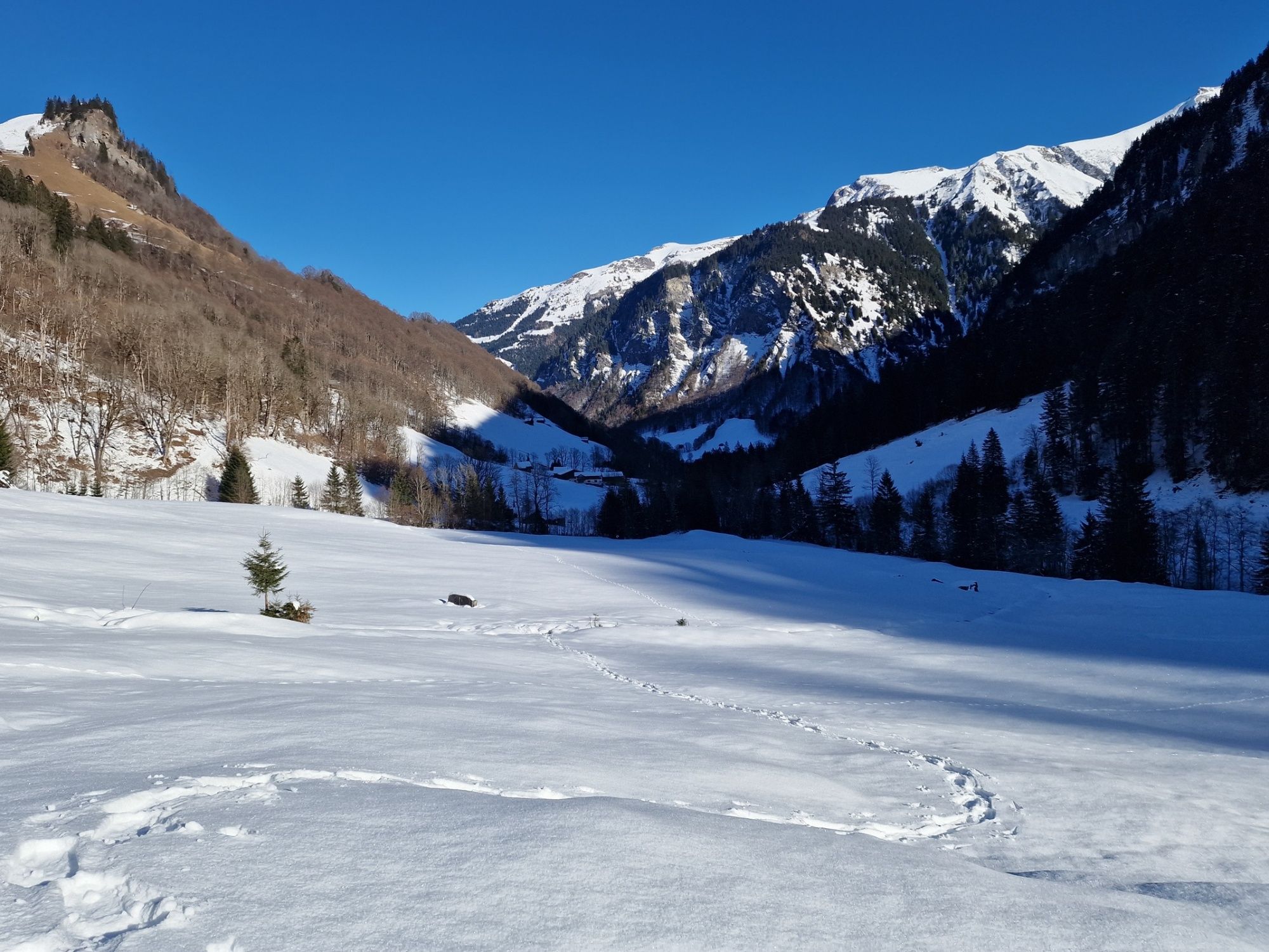 Esperienza invernale nella natura nella Valle di Weisstannen