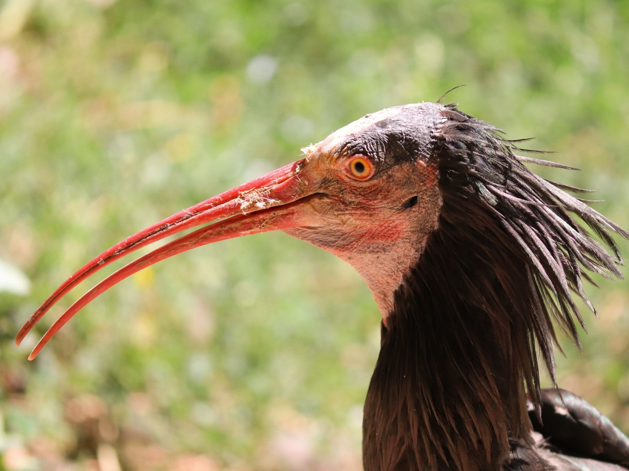 ibis-chel-Waldrapp-Pixabay