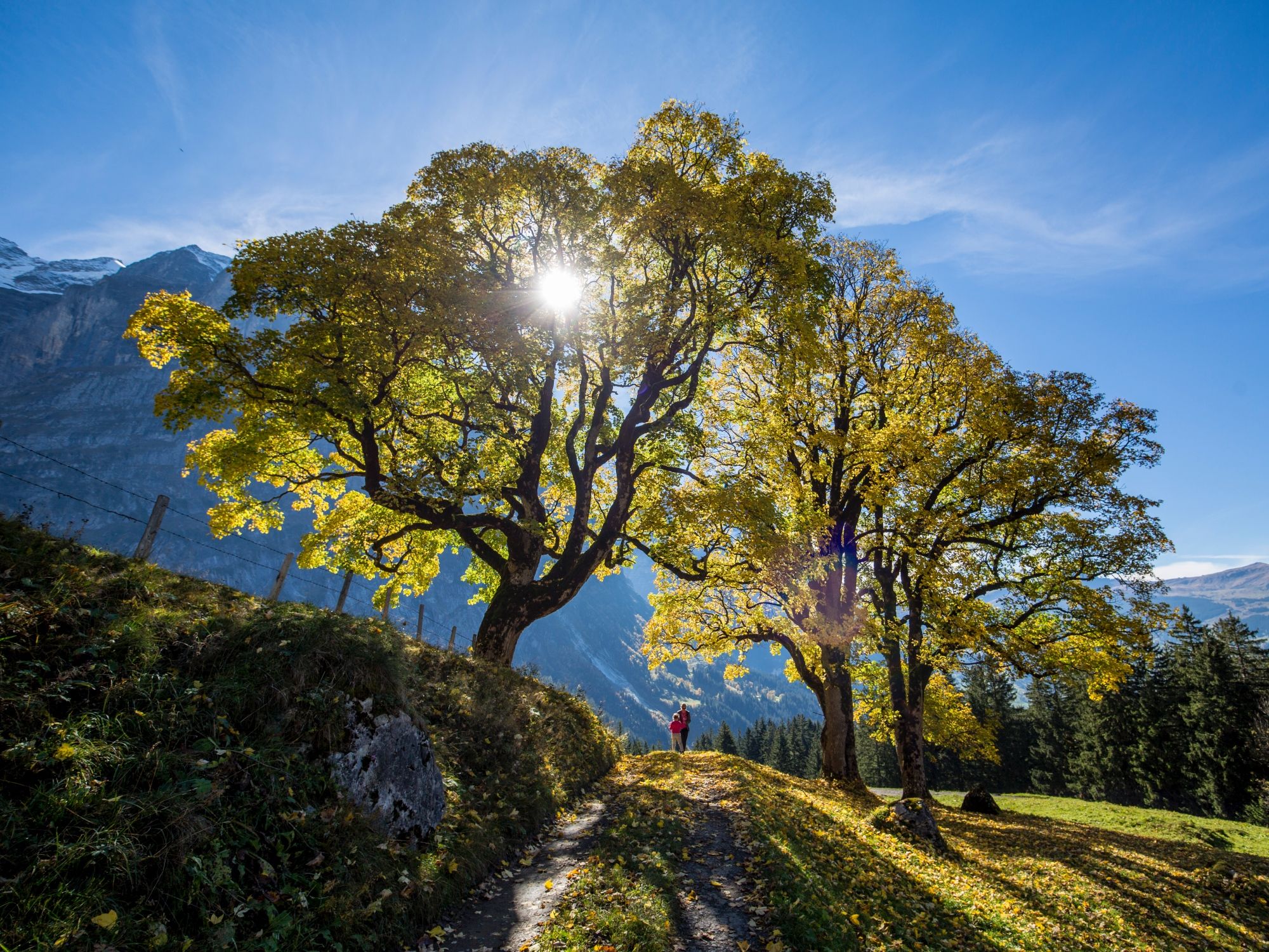 Grindelwald Ağaçları