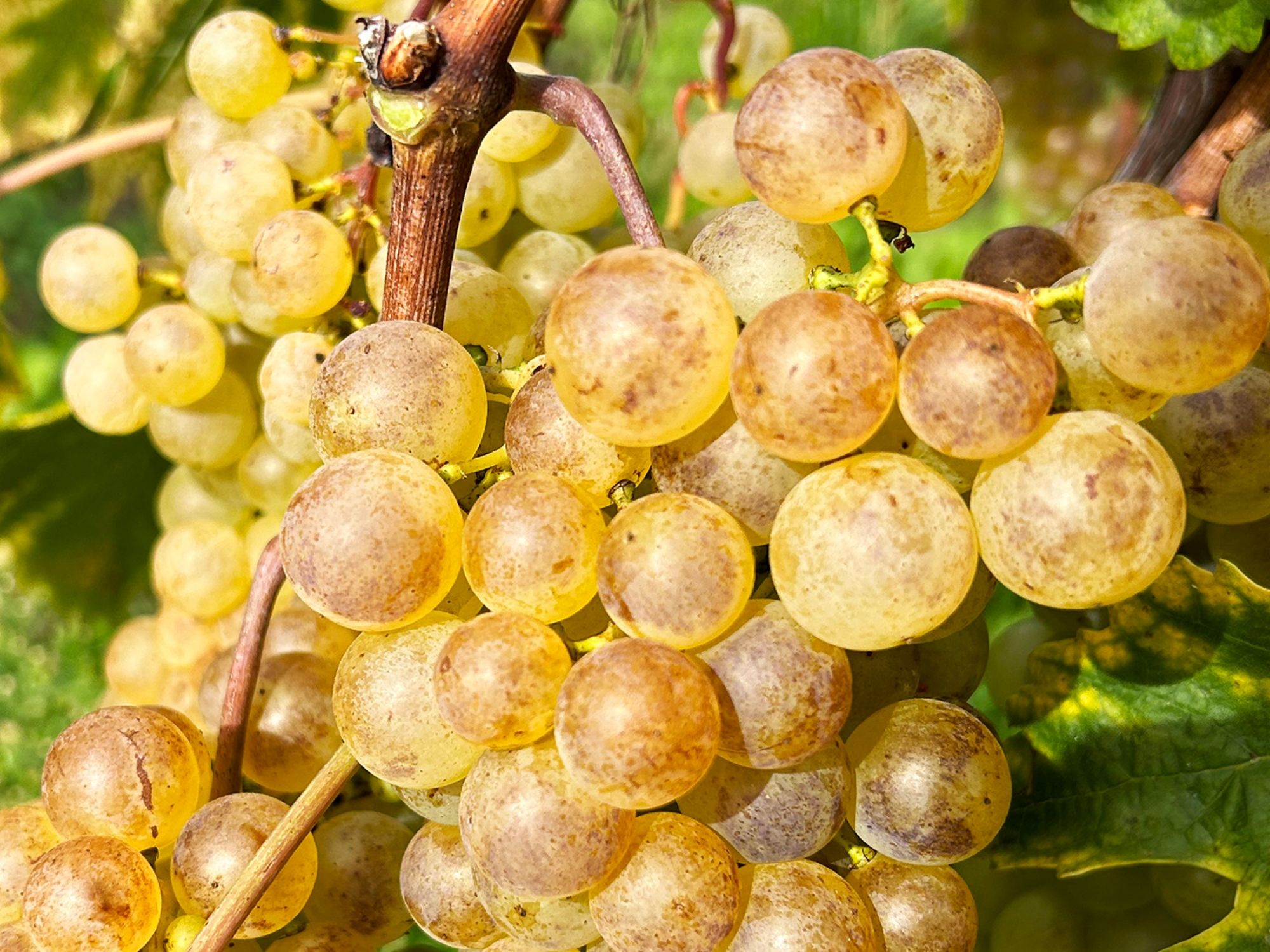 00 Chasselas_Zoom ©WALK&WINE