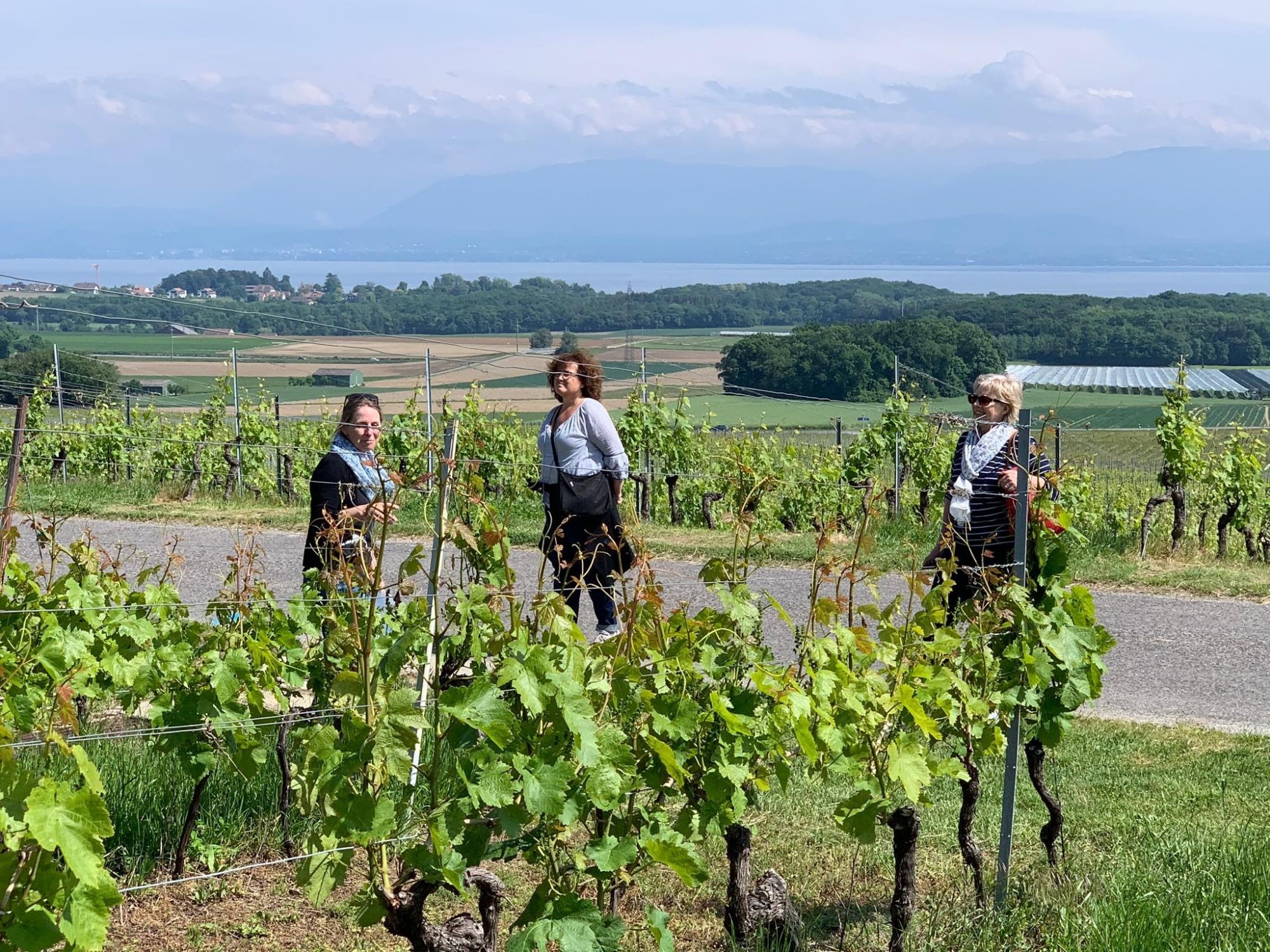 00 Vignes Laika-DoM-CC©NRT