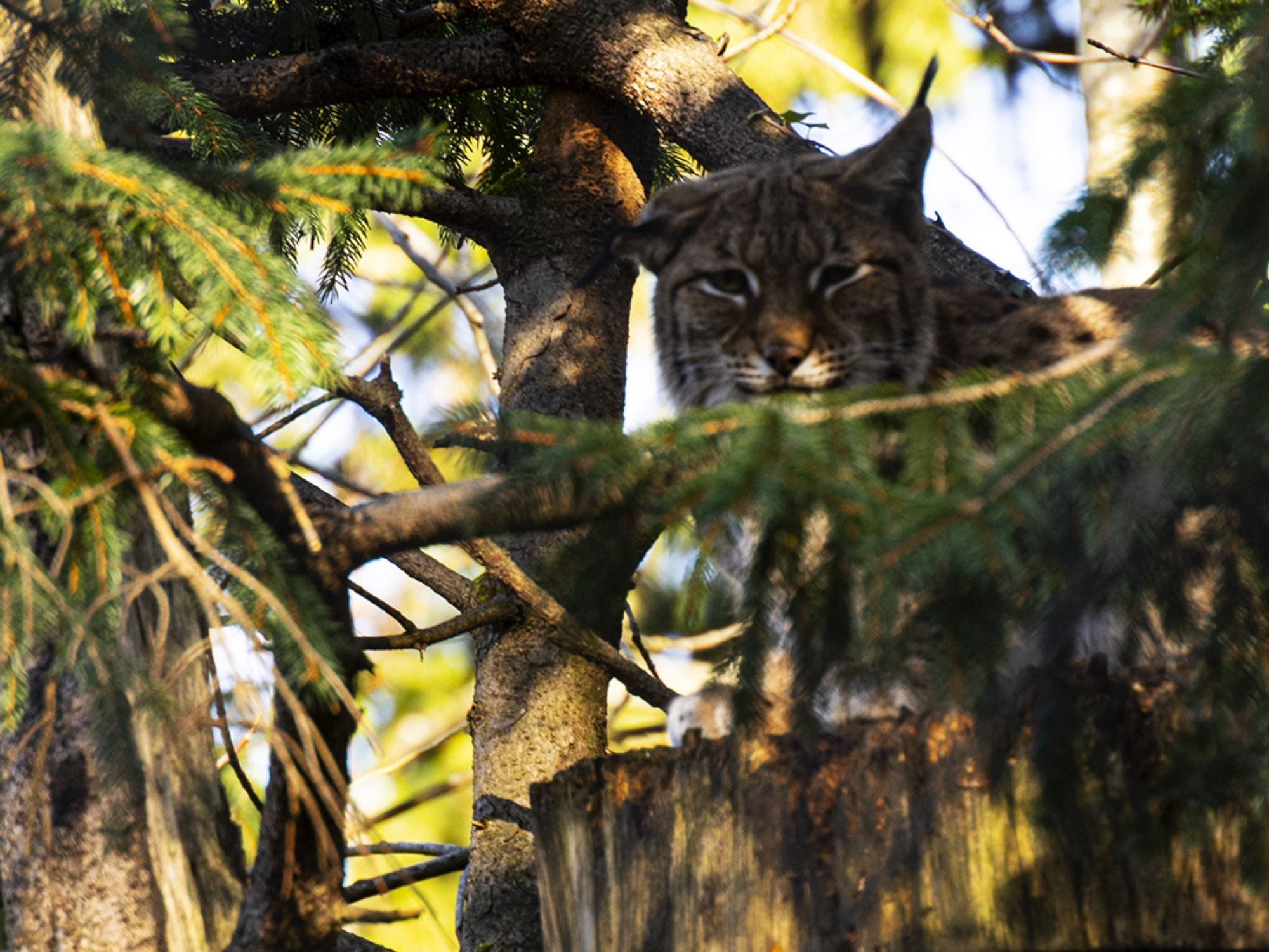 Luchs im Geäst