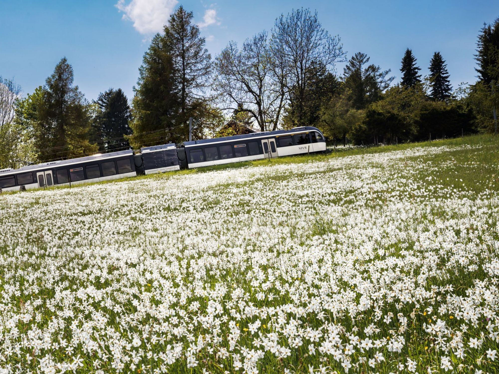 Pléiades Tren Narcisses 004