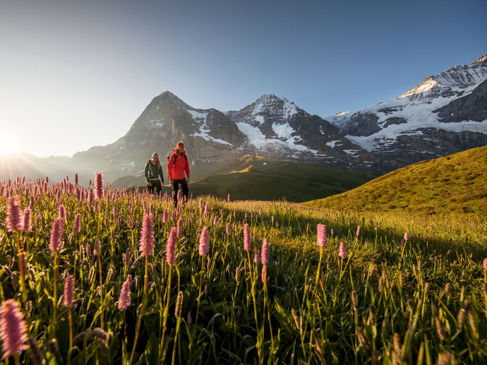 01 Ljudi u Kleine-Scheideggu šeću kroz cvjetno polje