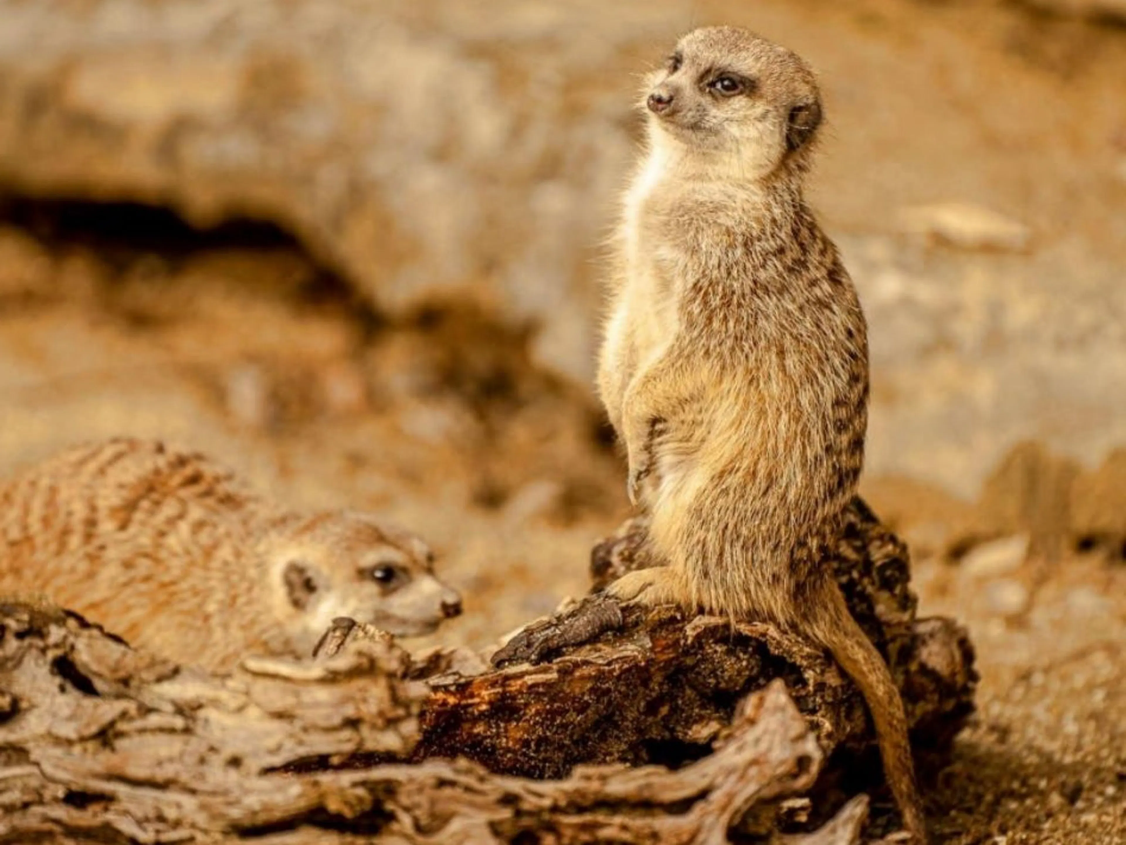 Spotkanie z surykatkami w Knies Kinderzoo Rapperswil