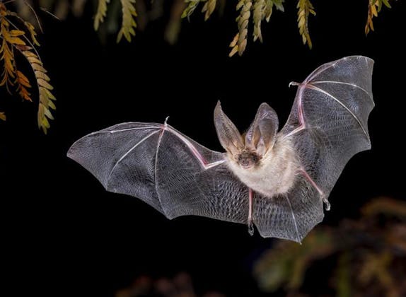 Heidiland Fledermaus