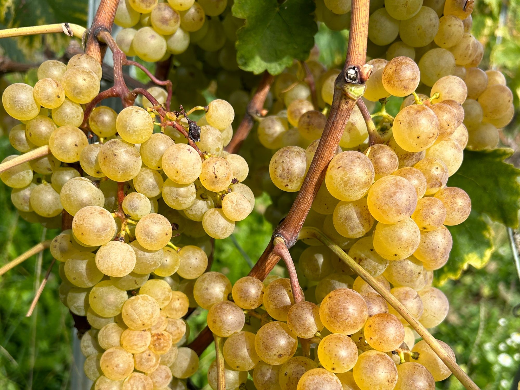 Chasselas©WalkaVíno