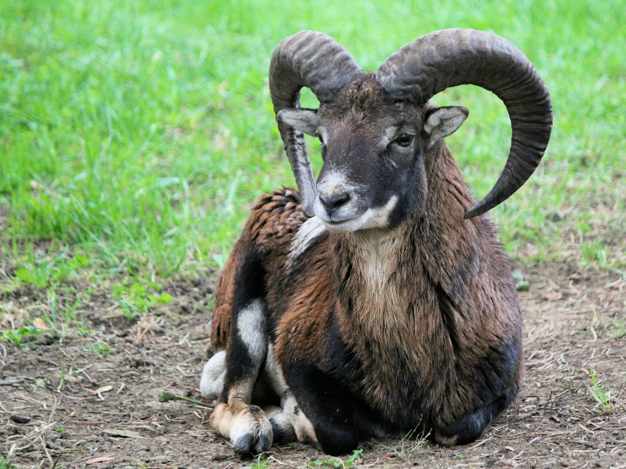 mouflon-nealbum