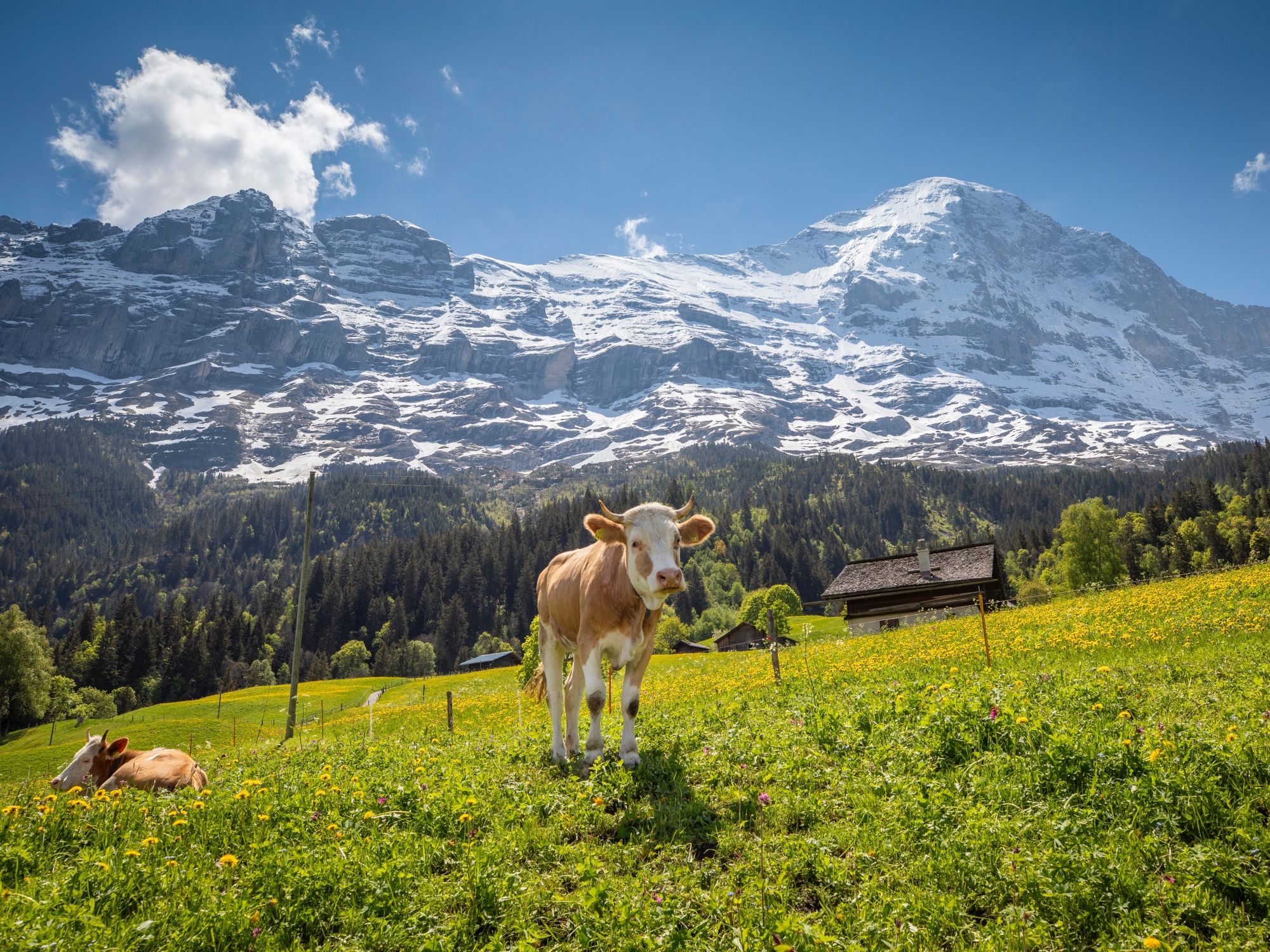 Grindelwald'da İlkbahar