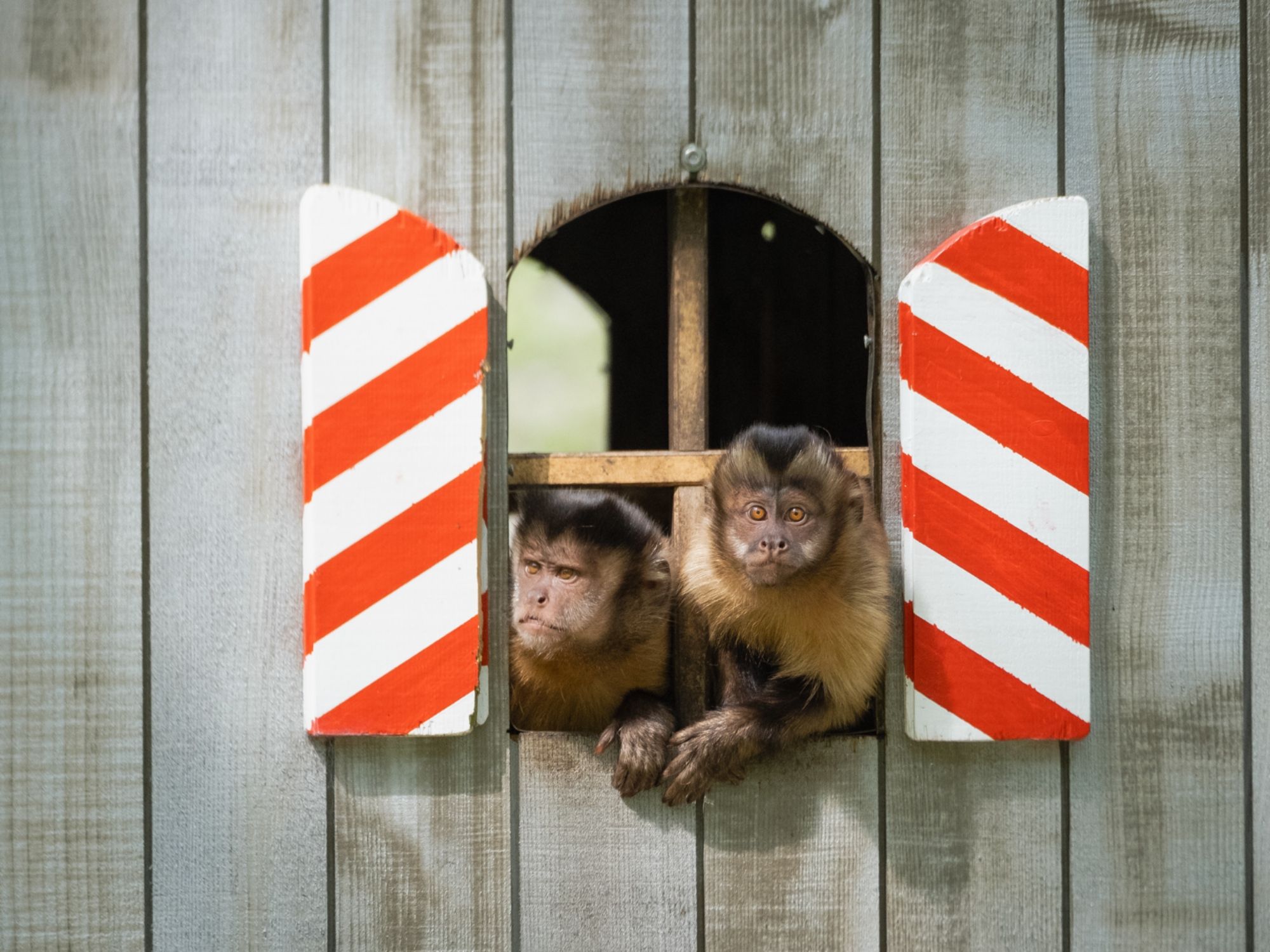 bashnya-obezyan-1080px