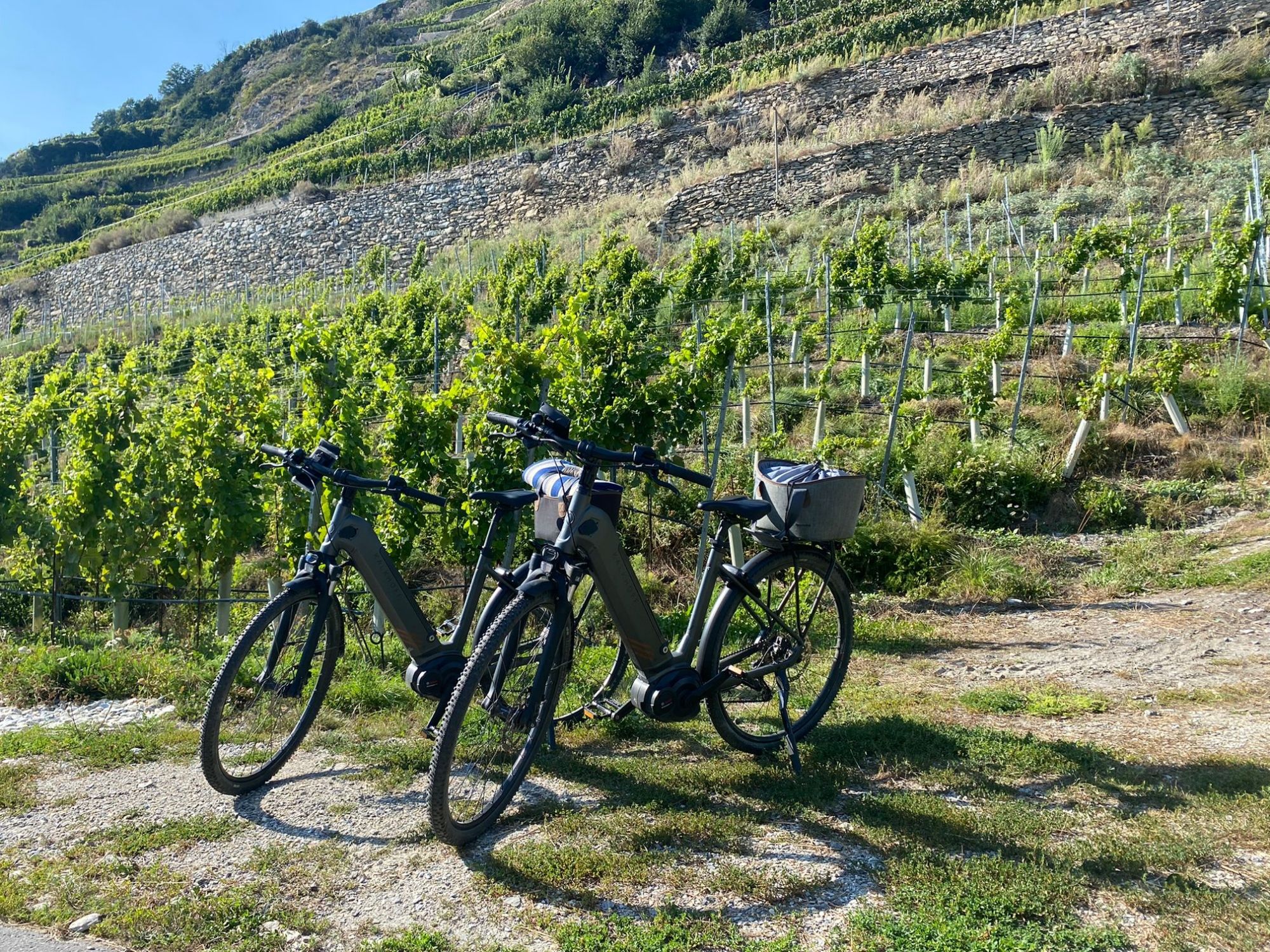 自行车葡萄园 2