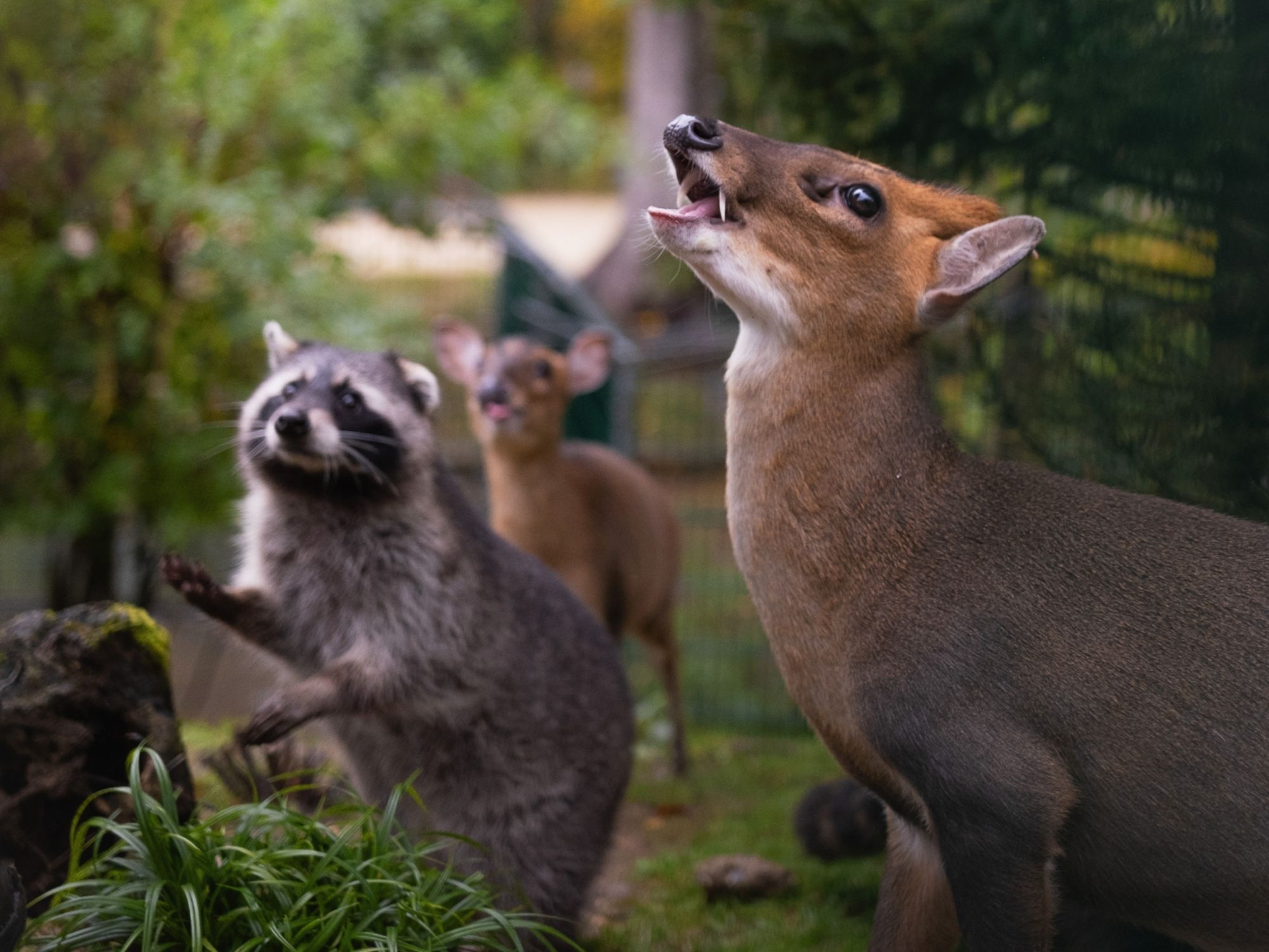 muntjak-enenkovyy-sikipark2024-1080px