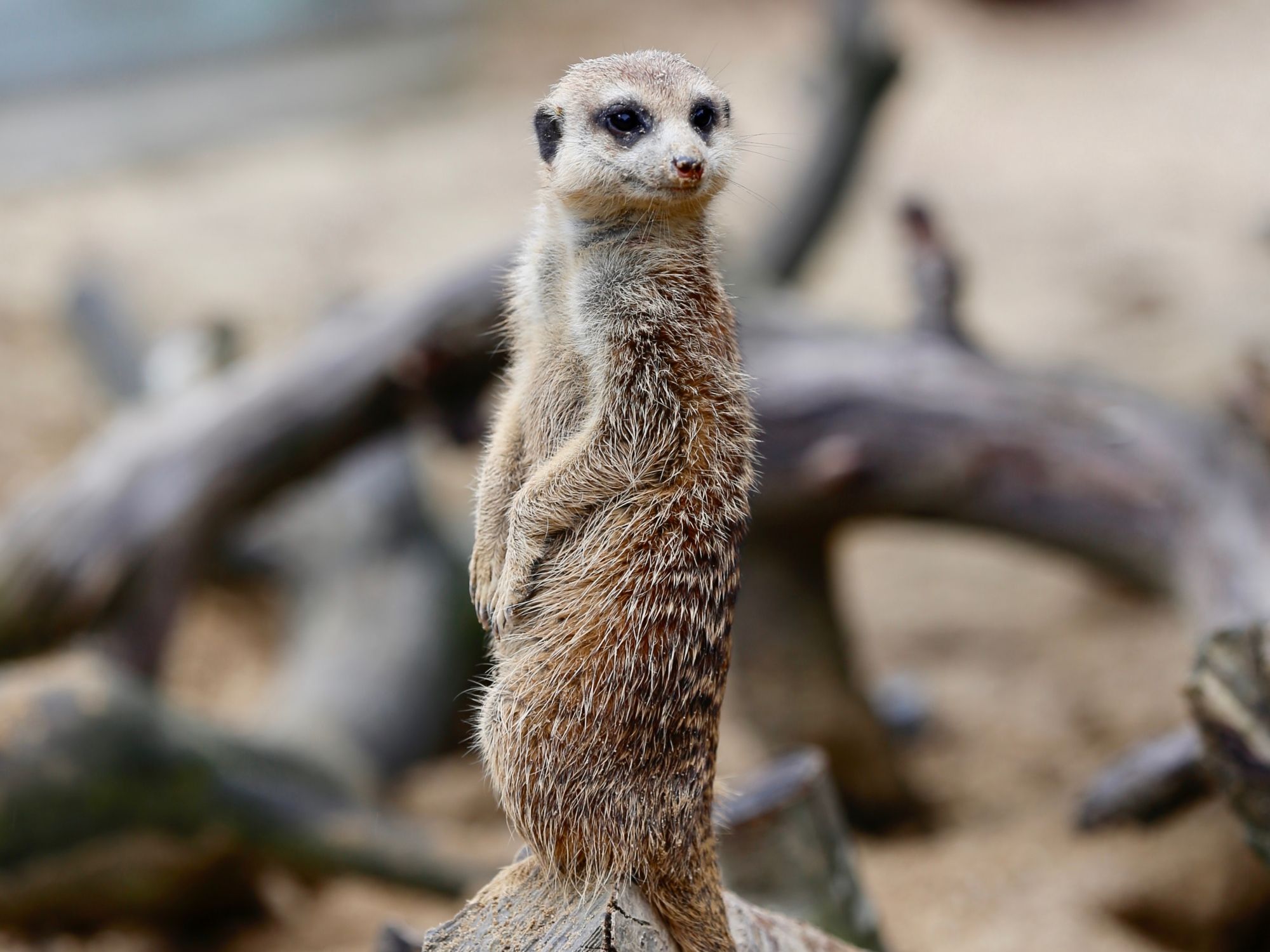 ermaennchen-kebunbinatang-anaklutut-1
