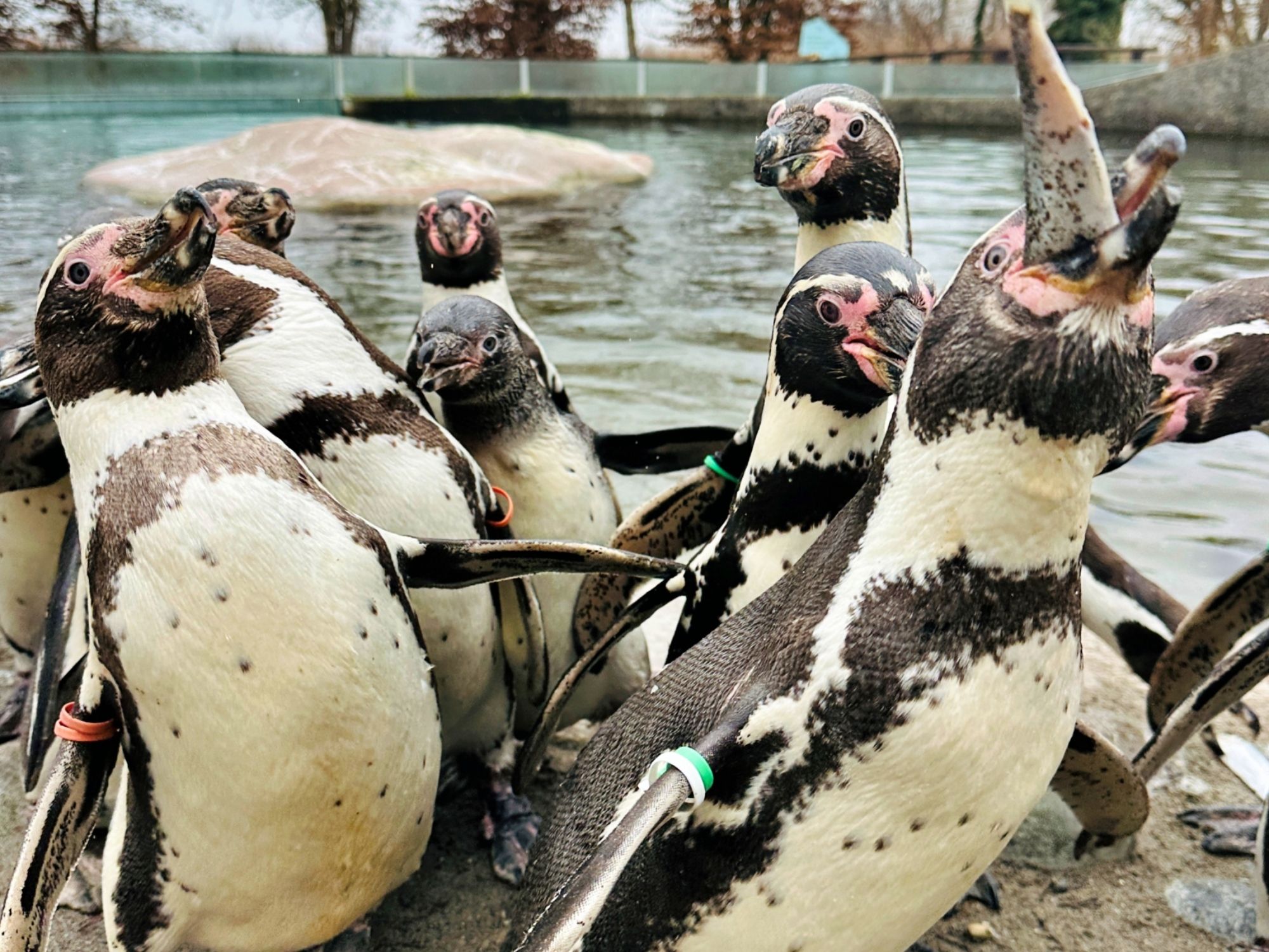 เพนกวิน-สวนสัตว์เด็ก-3