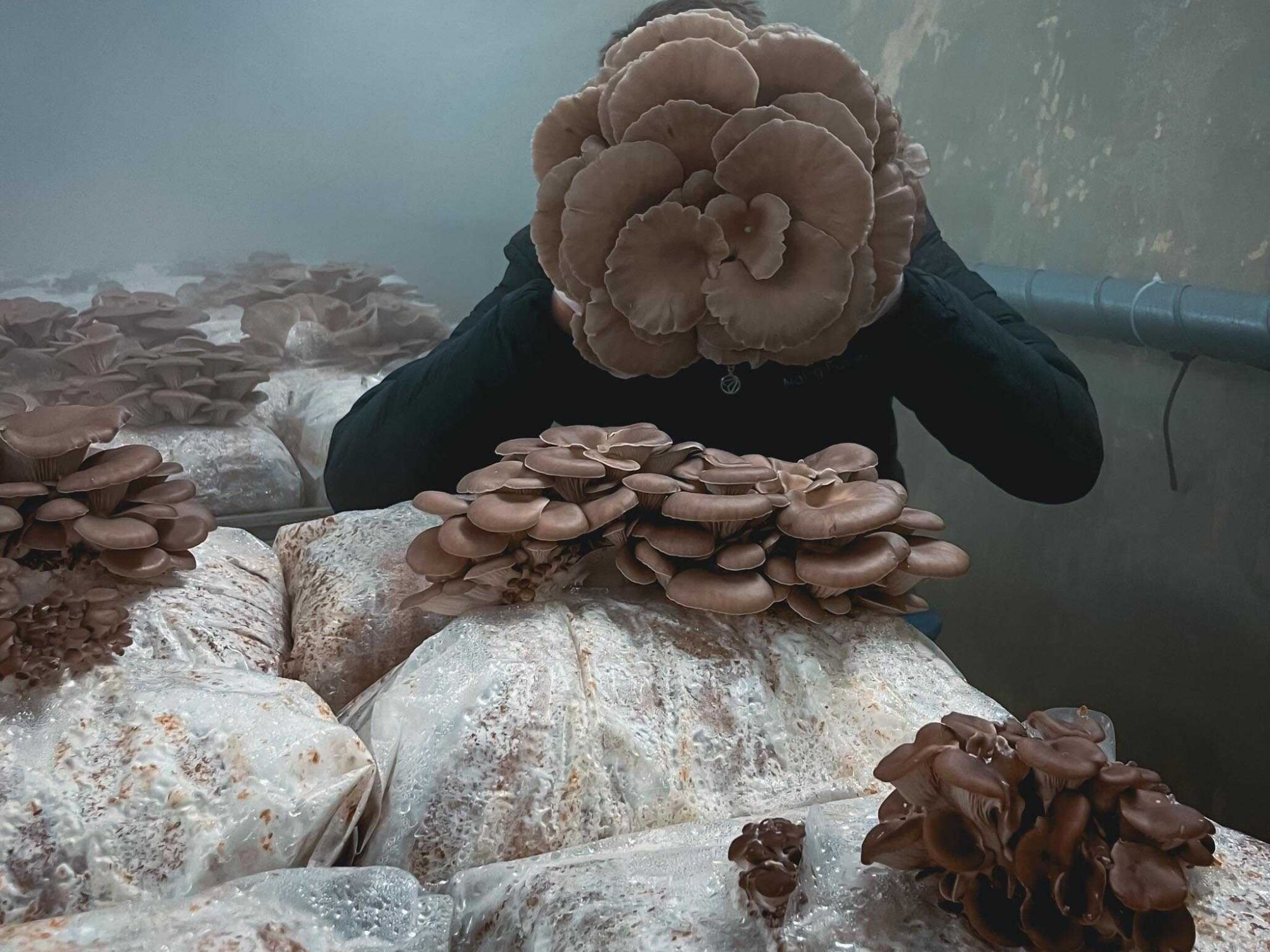 carsten-pleurote-en-chataigne-zuripilz-installation-de-culture