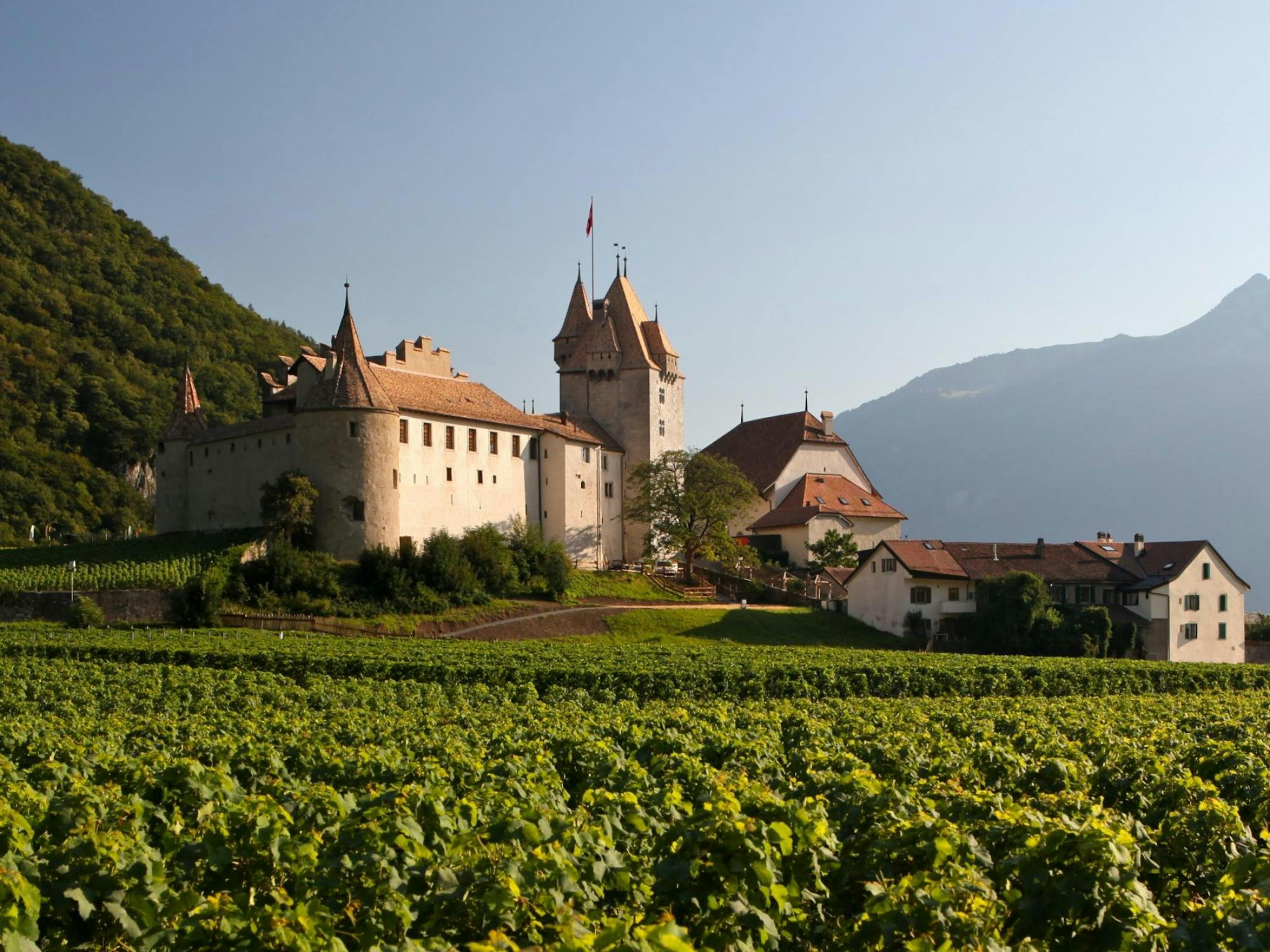 Vínová turistika vinice v Chablais pro soukromé skupiny
