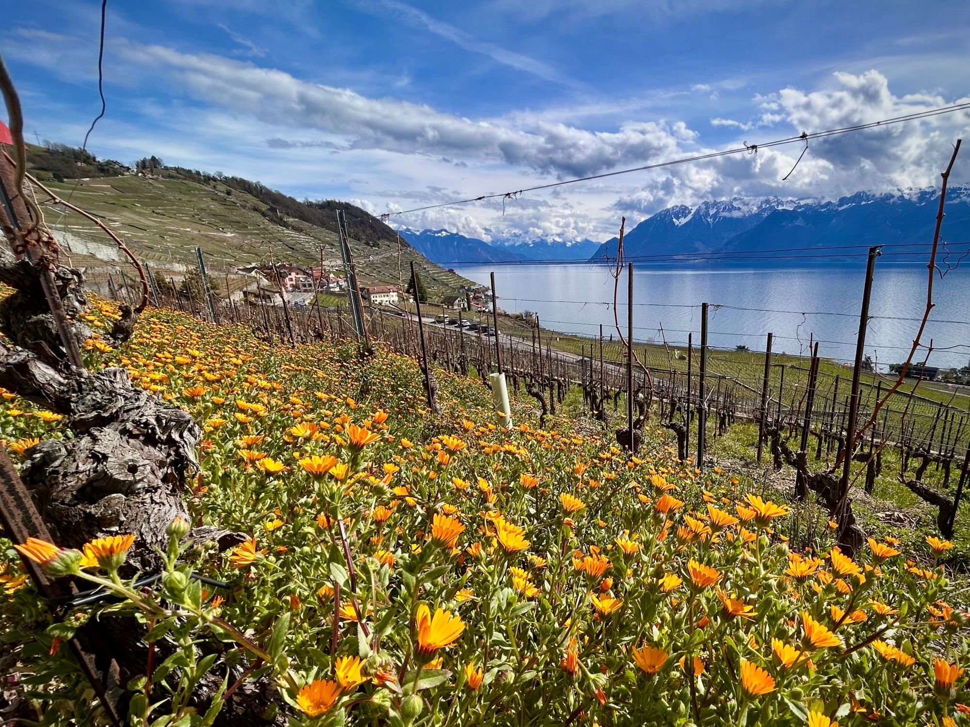 Starosti ve vinicích©WALK&AUTO