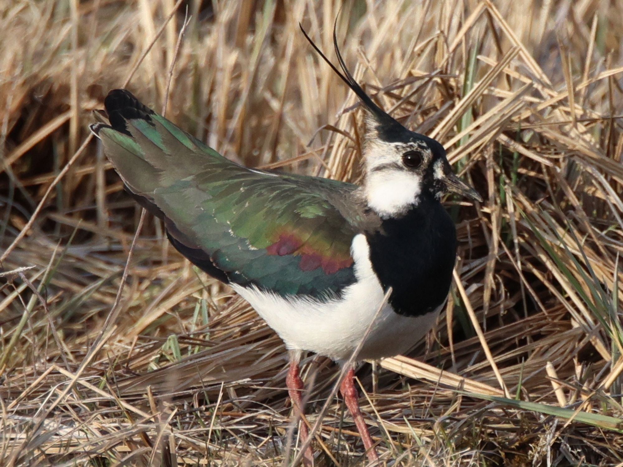 Private nature safari on Lake Zurich from Rapperswil