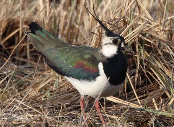 رحلة سفاري خاصة في الطبيعة على بحيرة زيورخ من رابيرسفيل