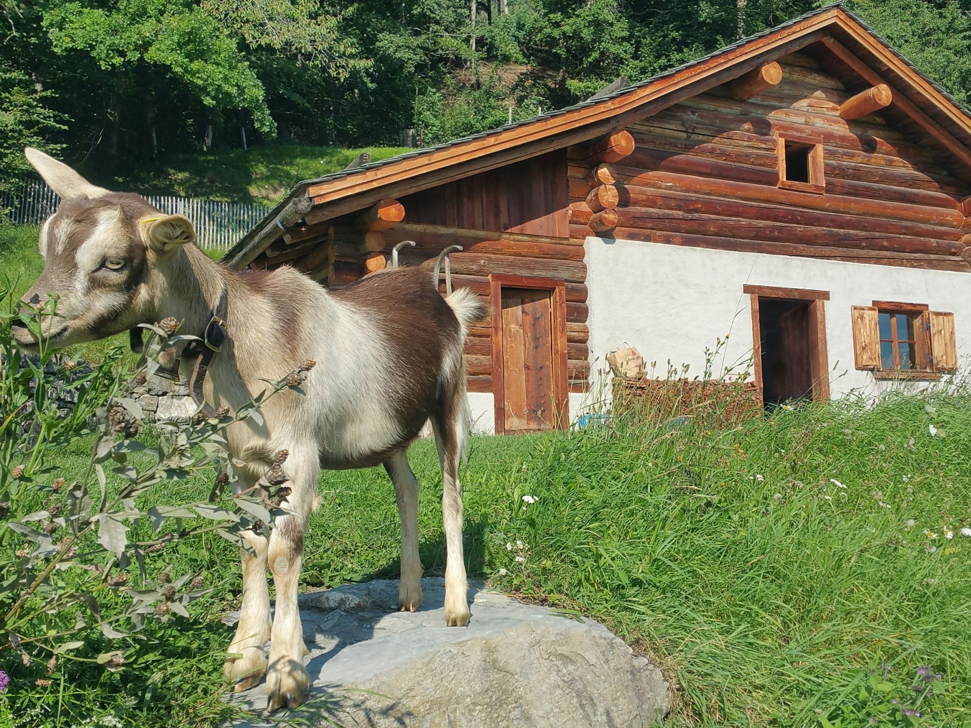 ausflugsziel-heididorf-maienfeld-349477