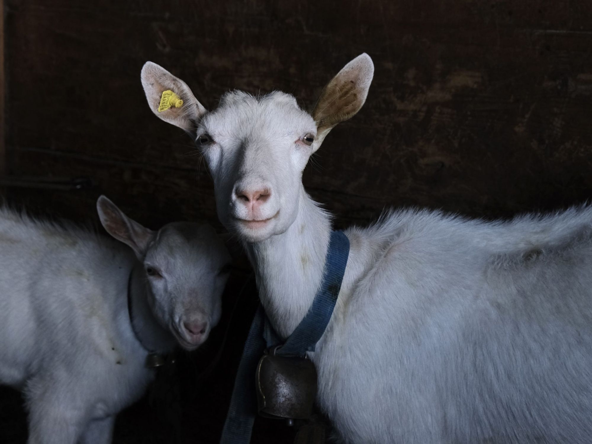 image00006-min-1-scaled