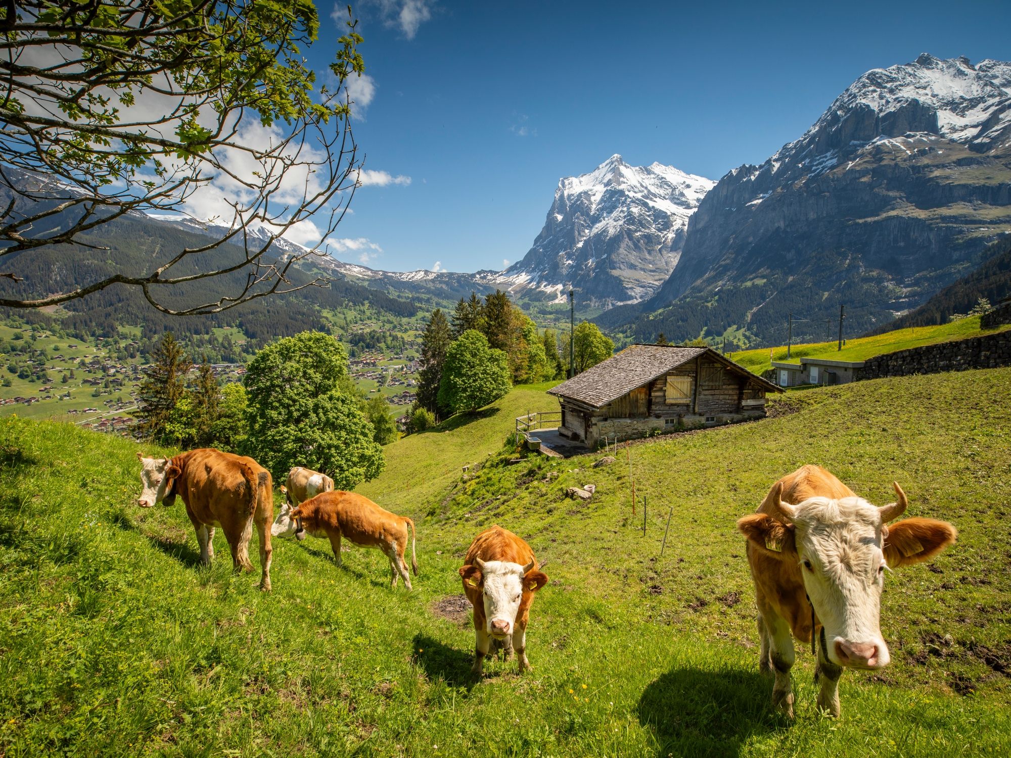 Grindelwald'da İlkbahar 1