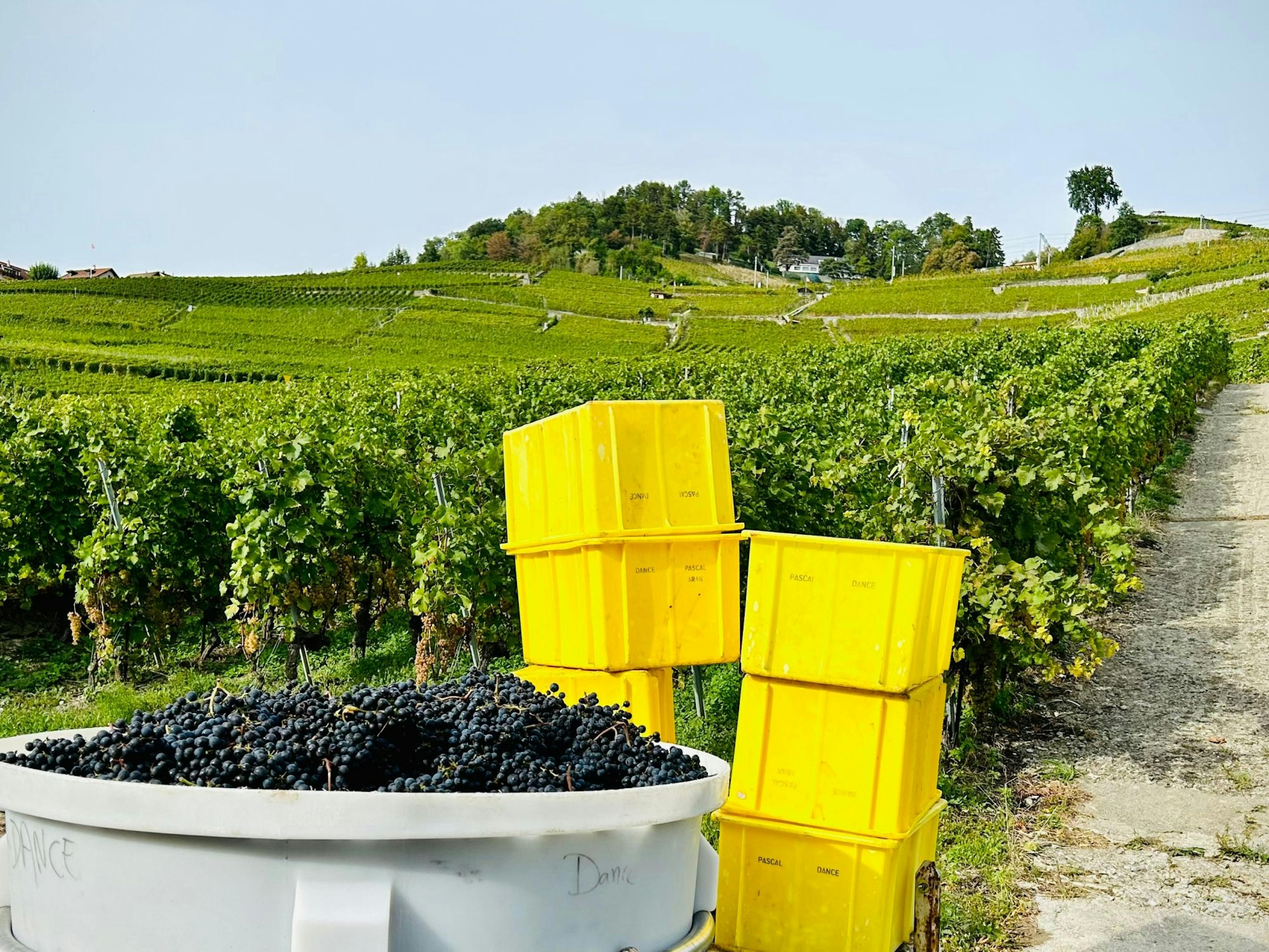 Vinařská túra ve viništi Lavaux pro soukromé skupiny