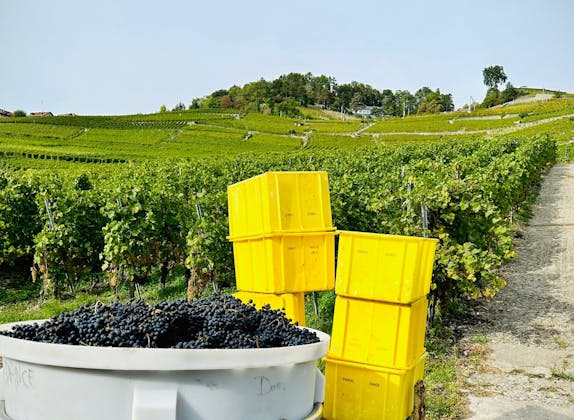 Wine Hiking in Lavaux Vineyards for Private Groups