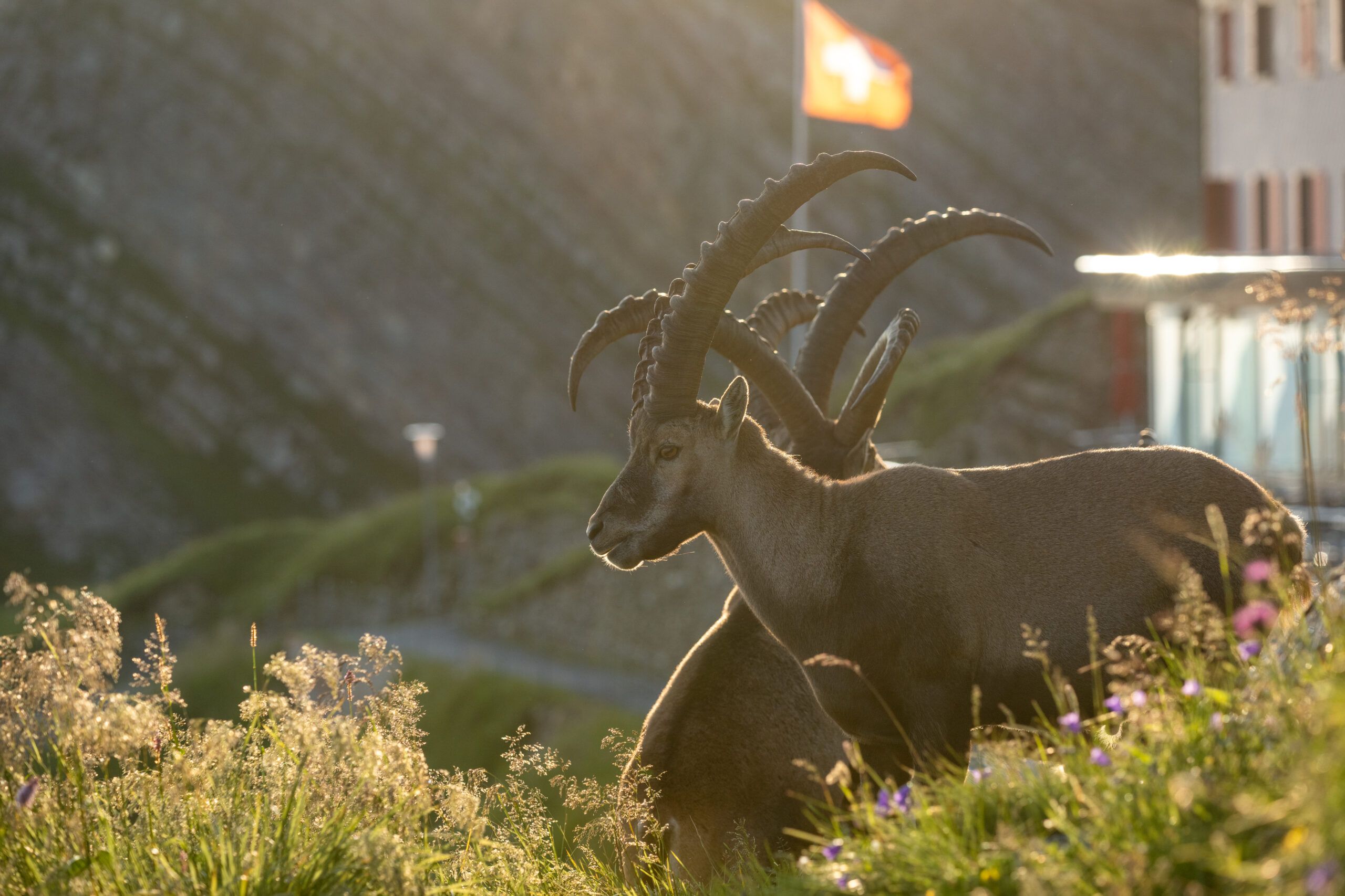 Natur (Foto:Rothorn Bahn)