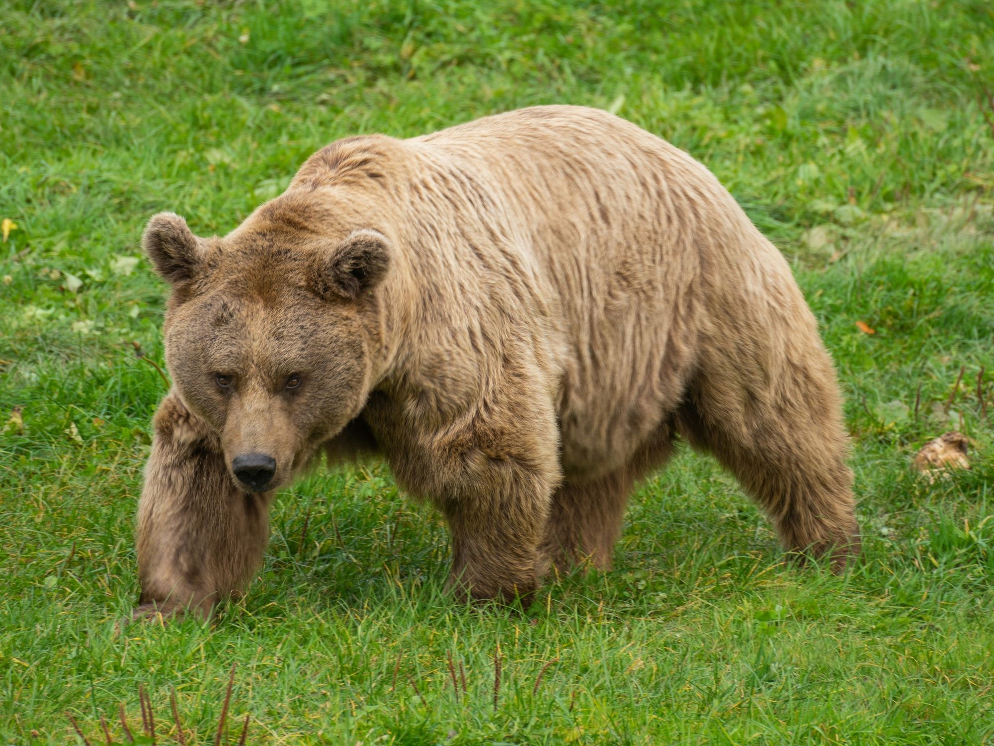 laurin-vontobel-GwcGZCXsQ20-unei-essențe-în-lichid