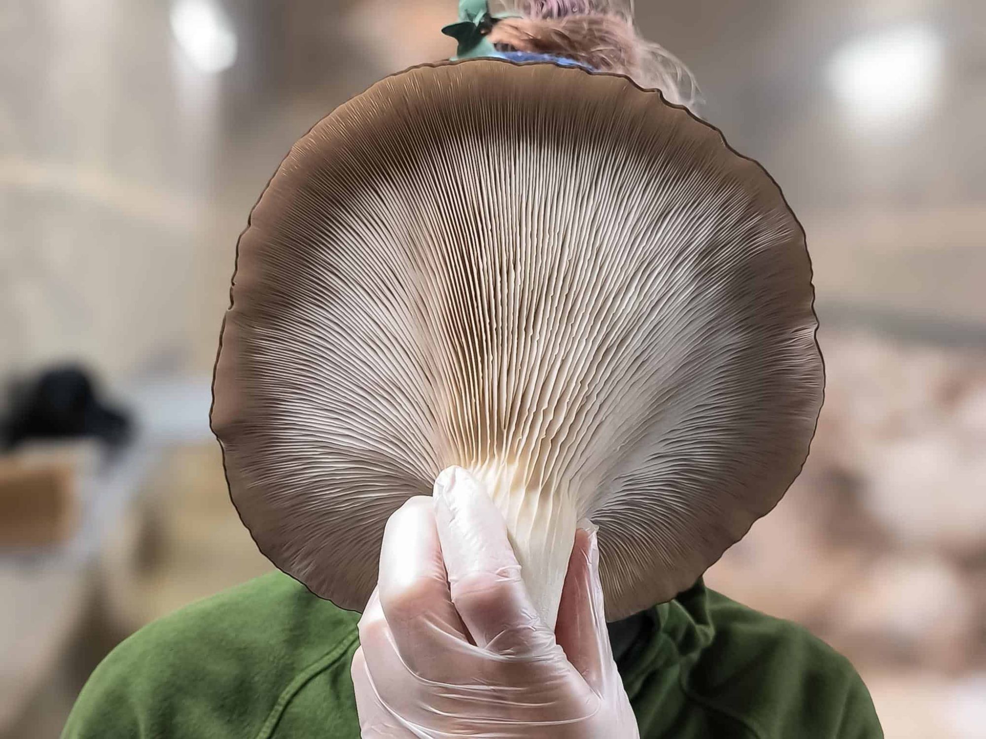 silvi-avec-un-gigantesque-pleurote-devant-le-visage