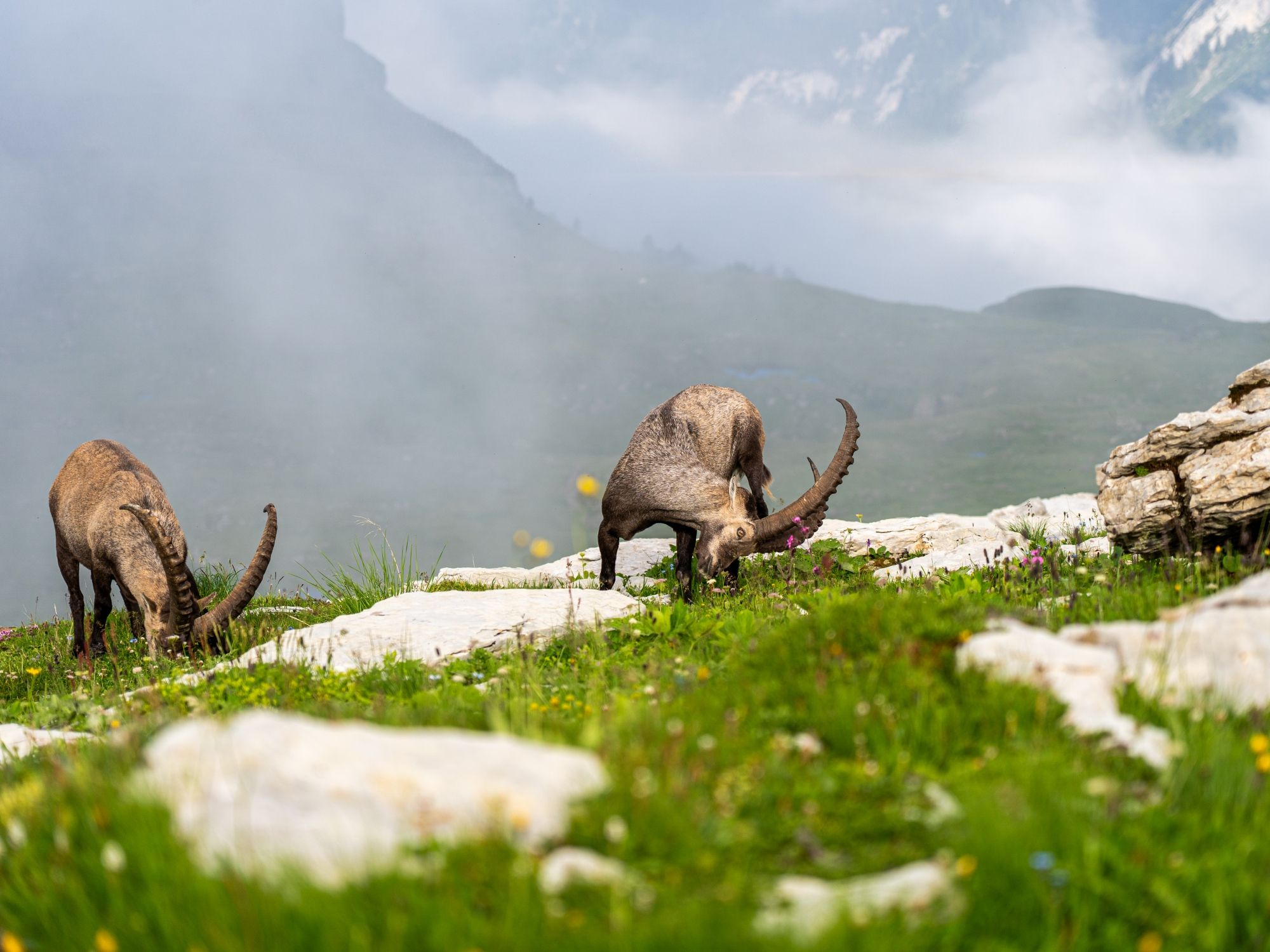 Steinböcke auf Felsen